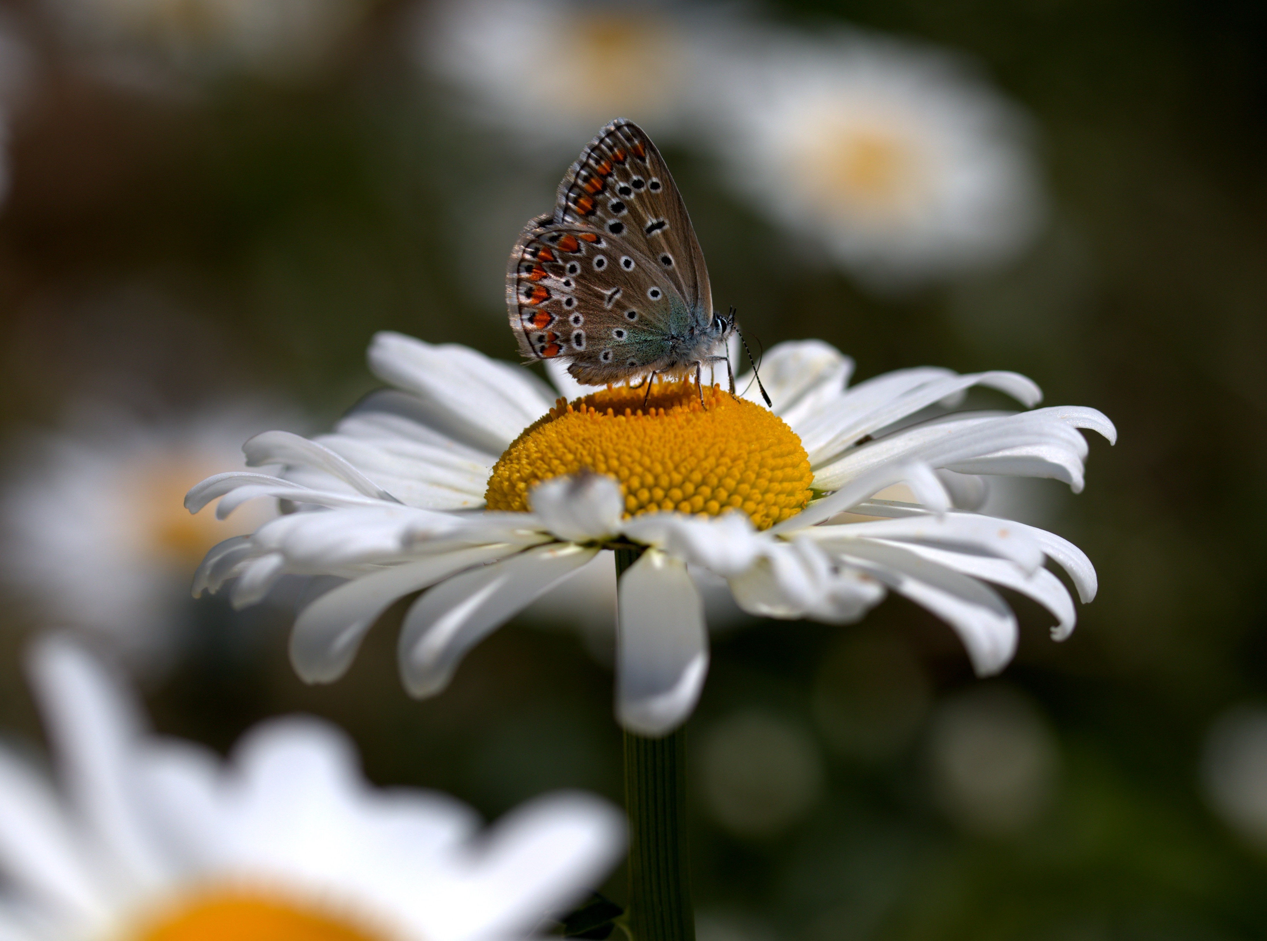 Butterfly on a Daisy HD Wallpaper