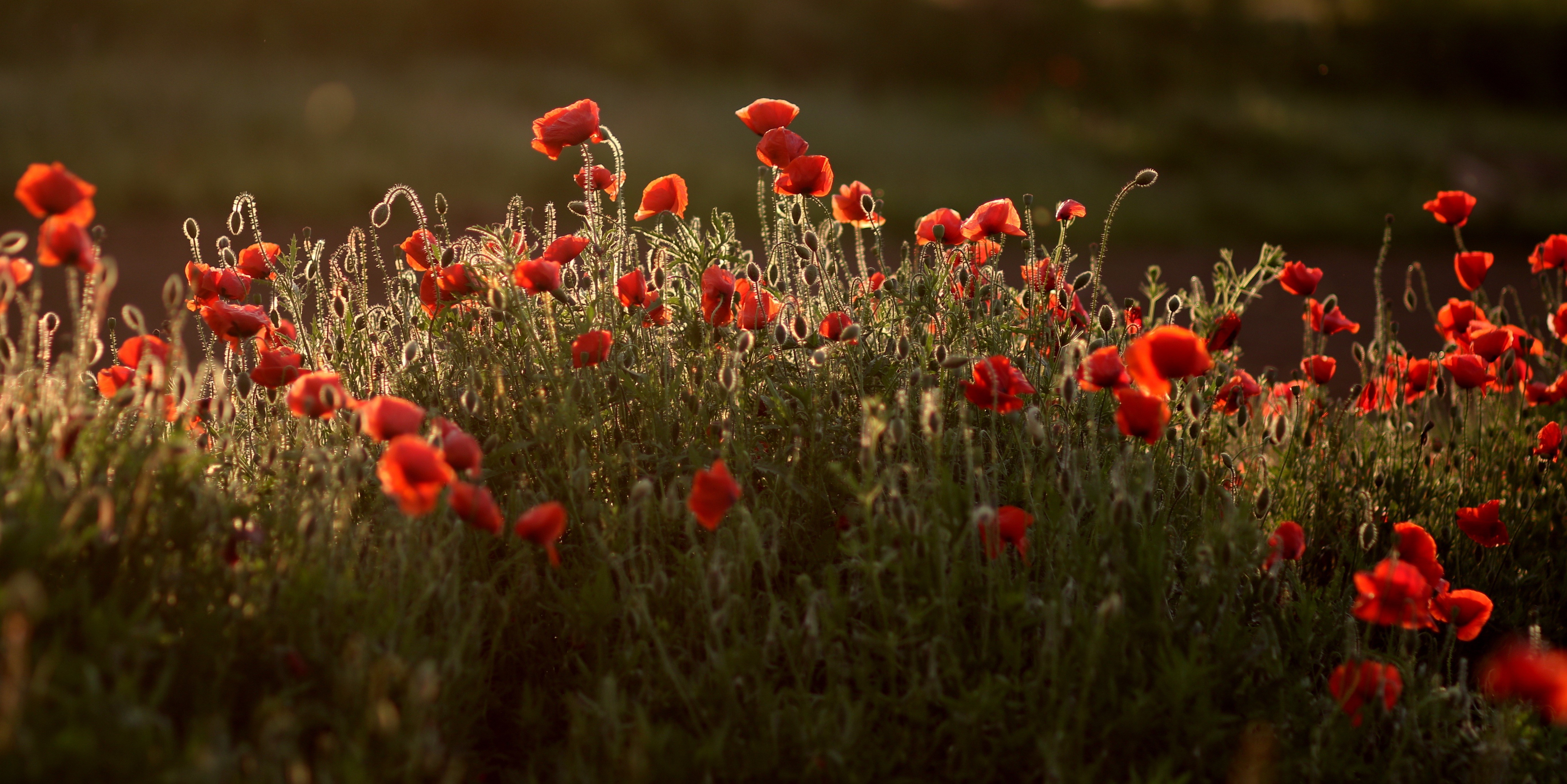 Field of Red Poppies in Golden Hour Light HD Wallpaper