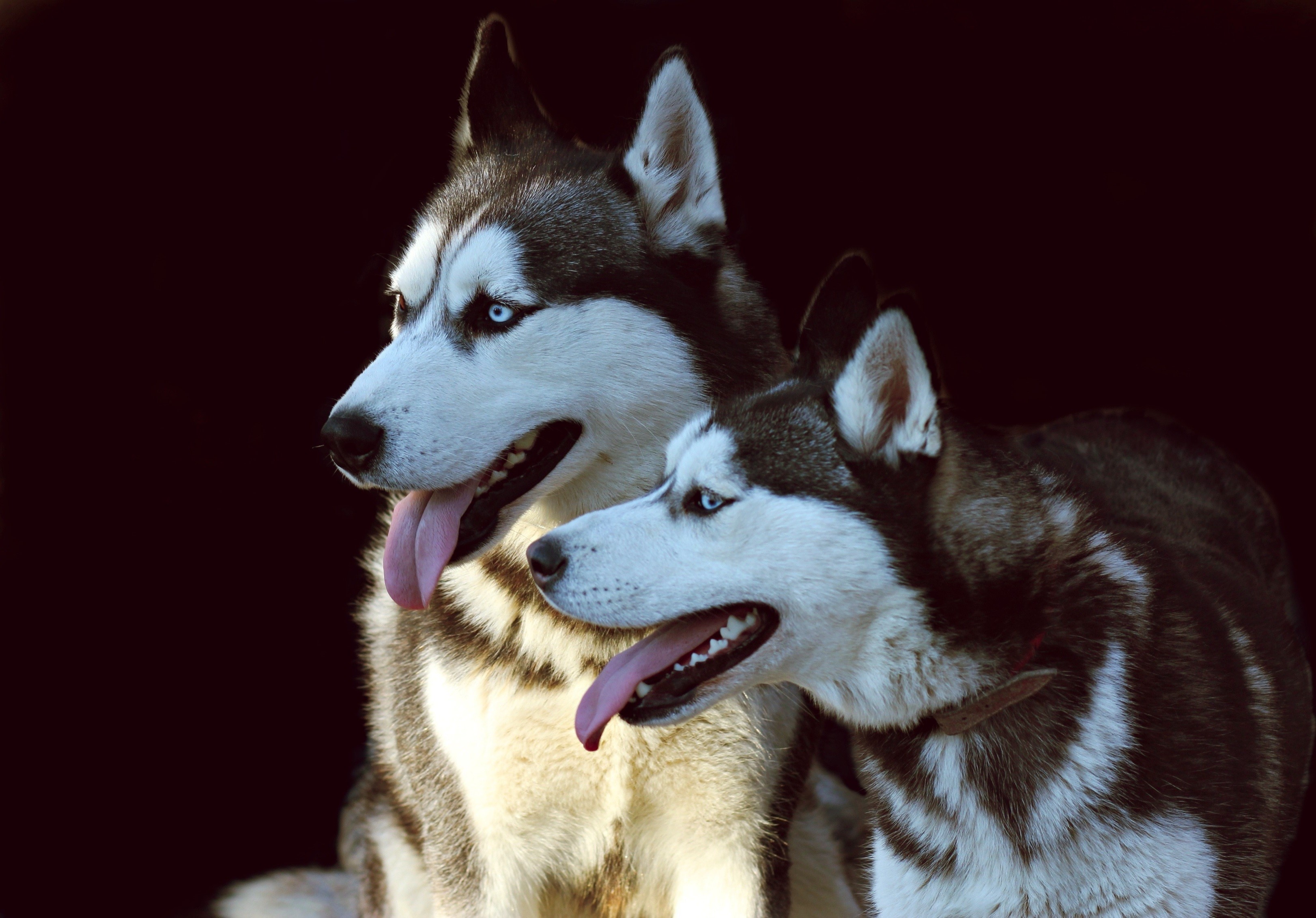 Two Siberian Huskies with blue eyes HD Wallpaper