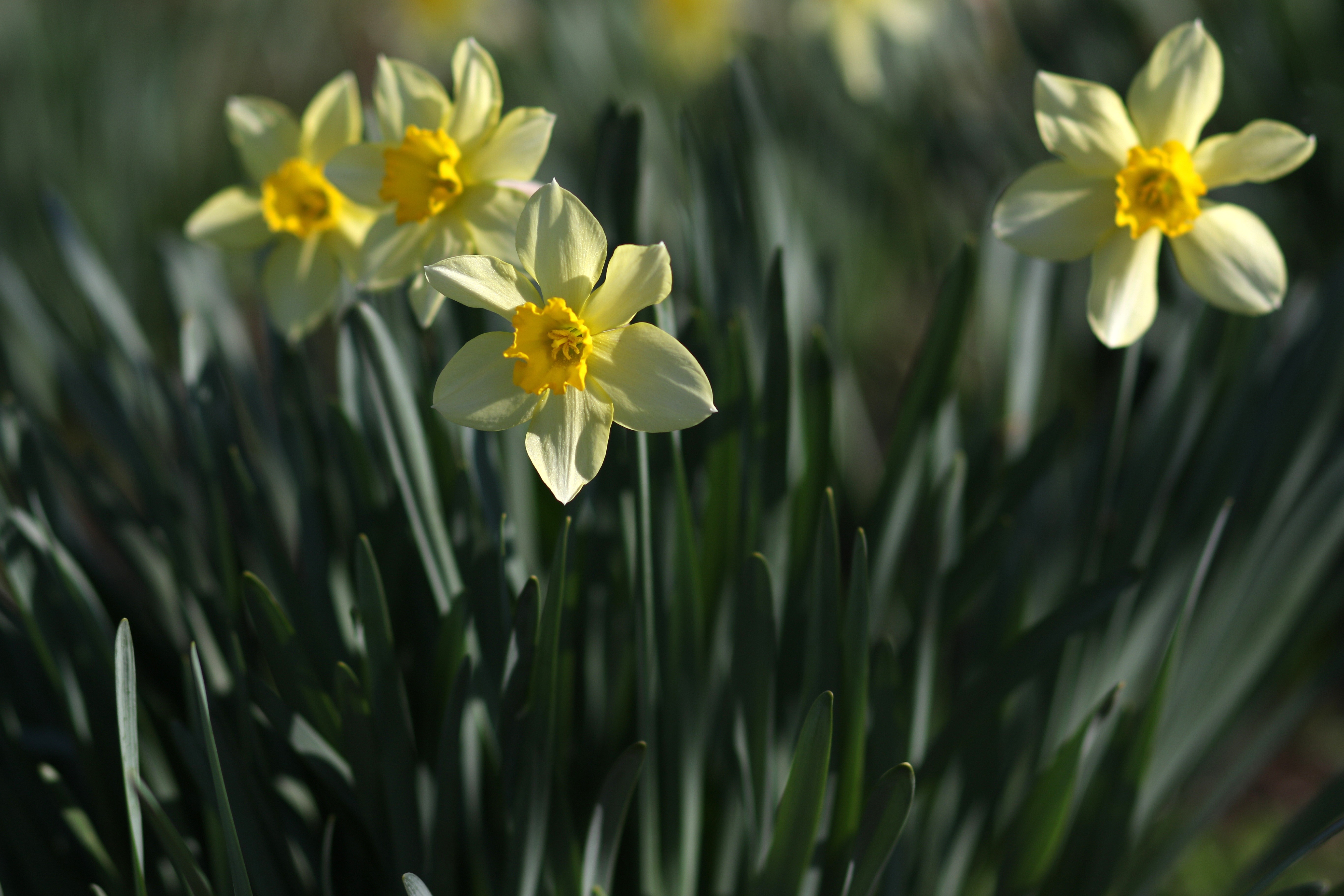 Daffodils in Bloom with Bokeh Background HD Wallpaper