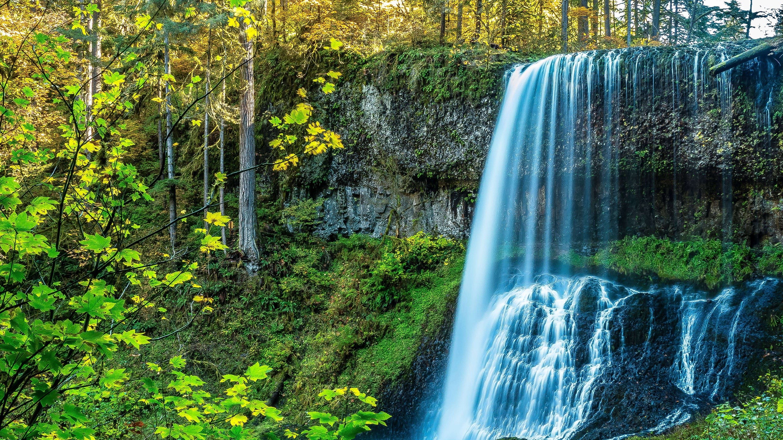 Waterfall in a forest with green foliage HD Wallpaper