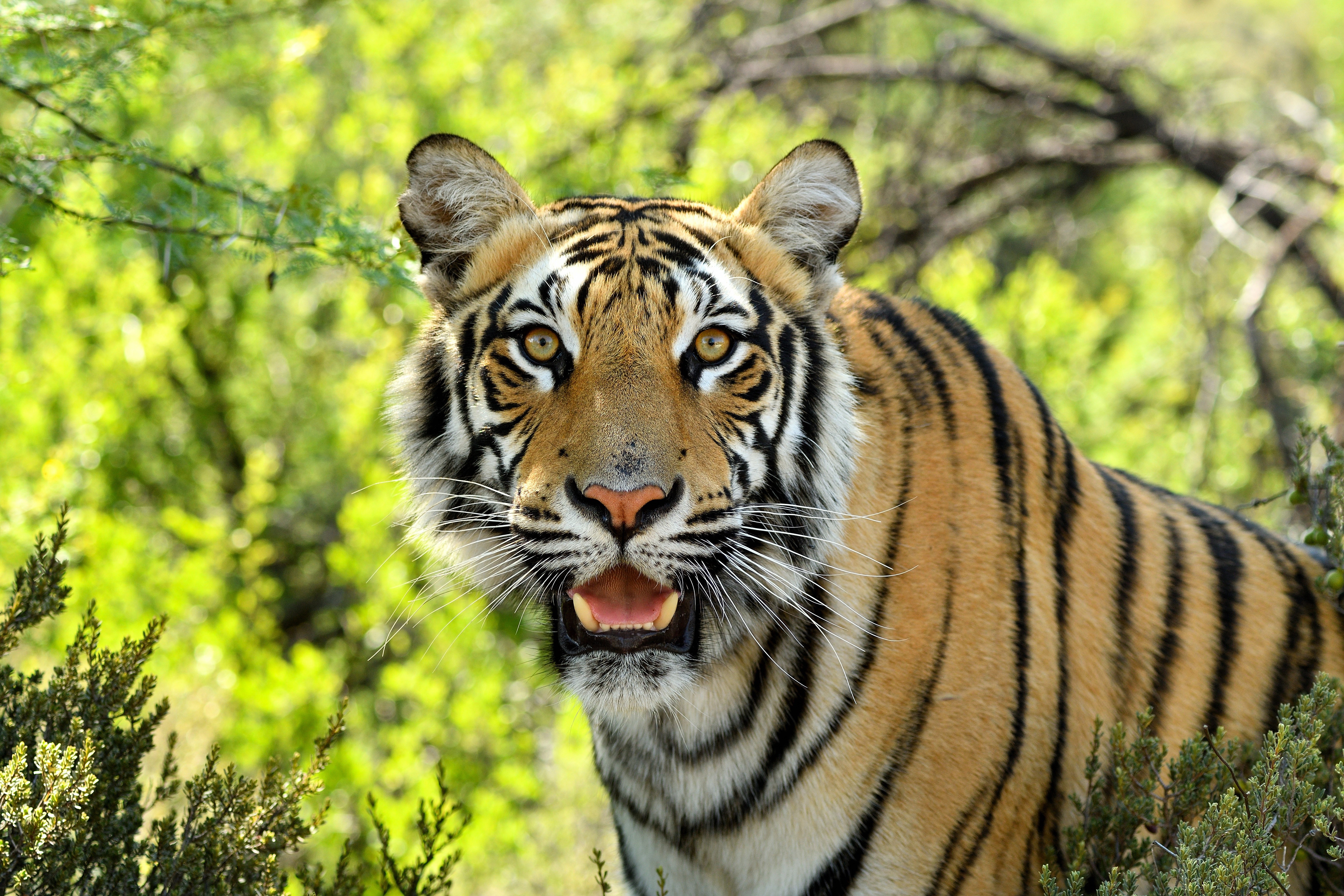 Tiger with open mouth in green foliage HD Wallpaper