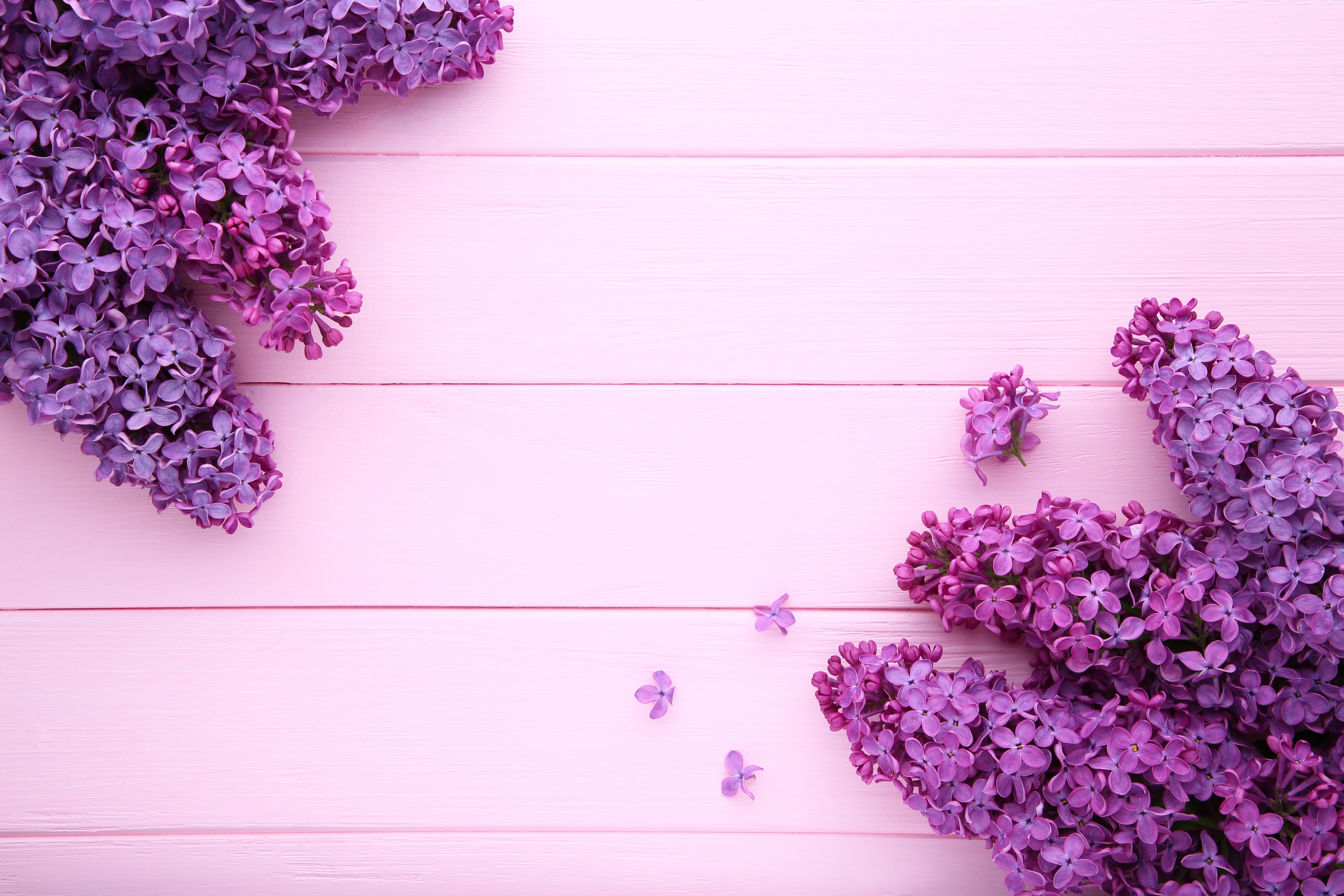 Lilac flowers on pink wooden planks HD Wallpaper