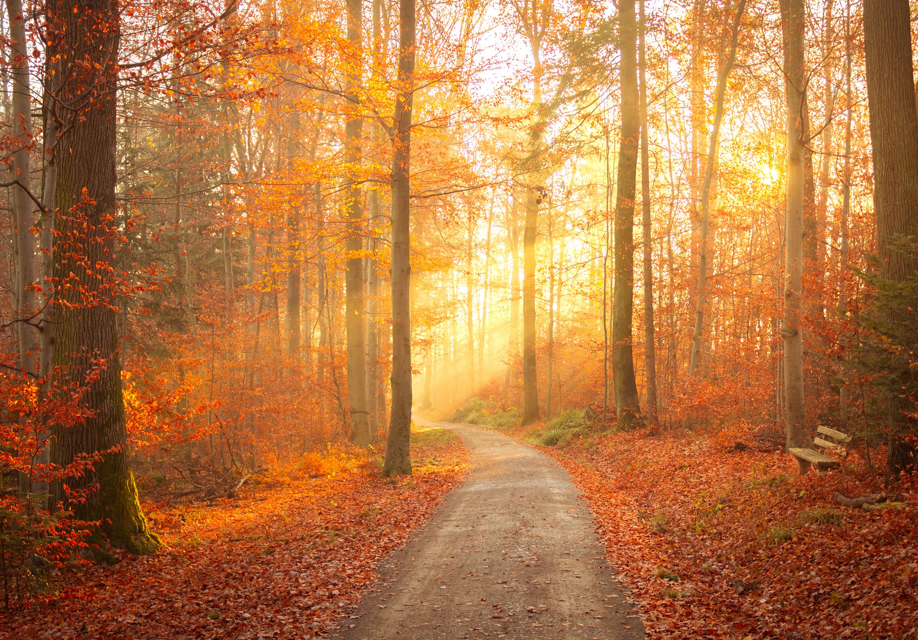 Autumn forest path with sun rays and a bench HD Wallpaper