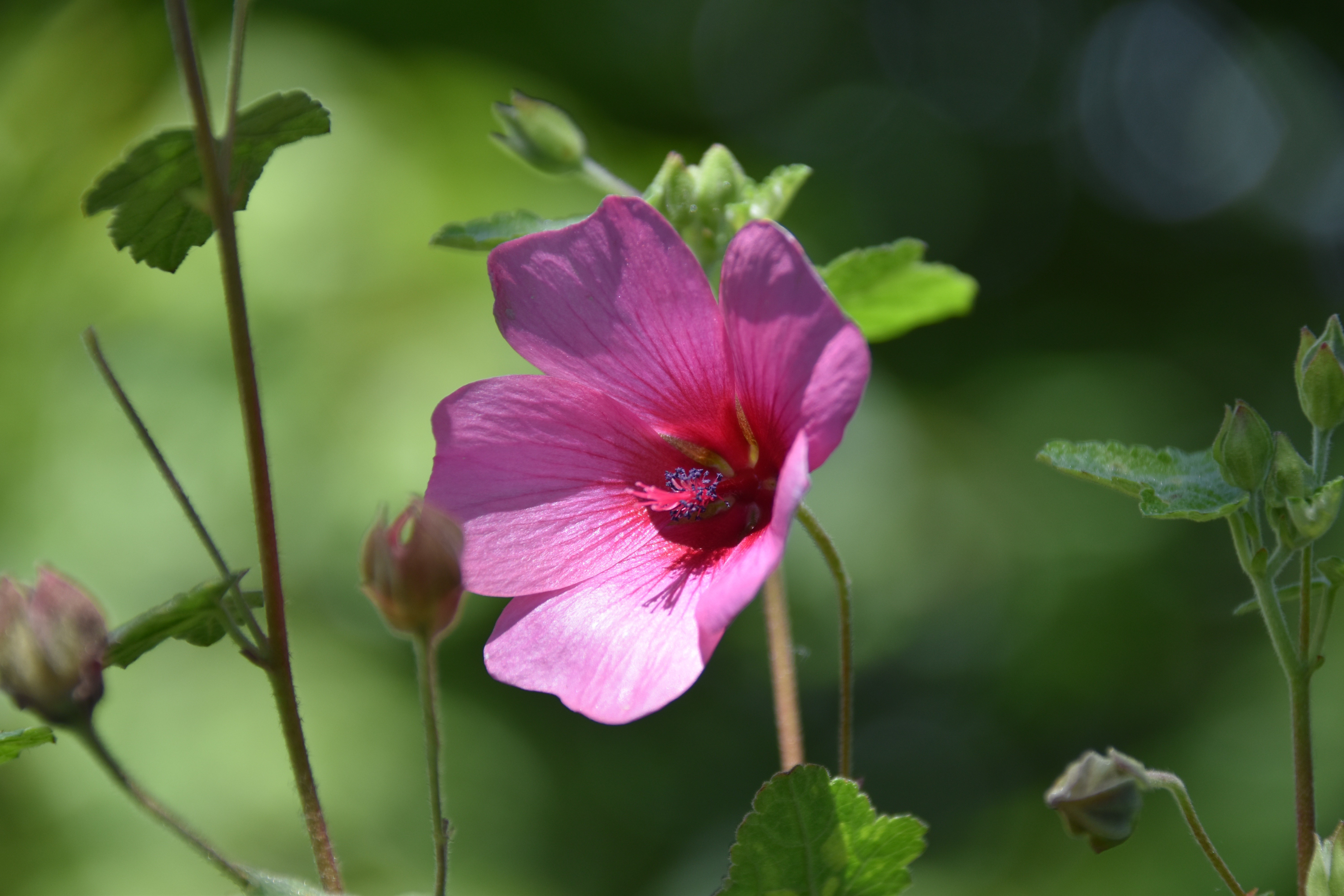 Pink Hibiscus Flower with Buds HD Wallpaper