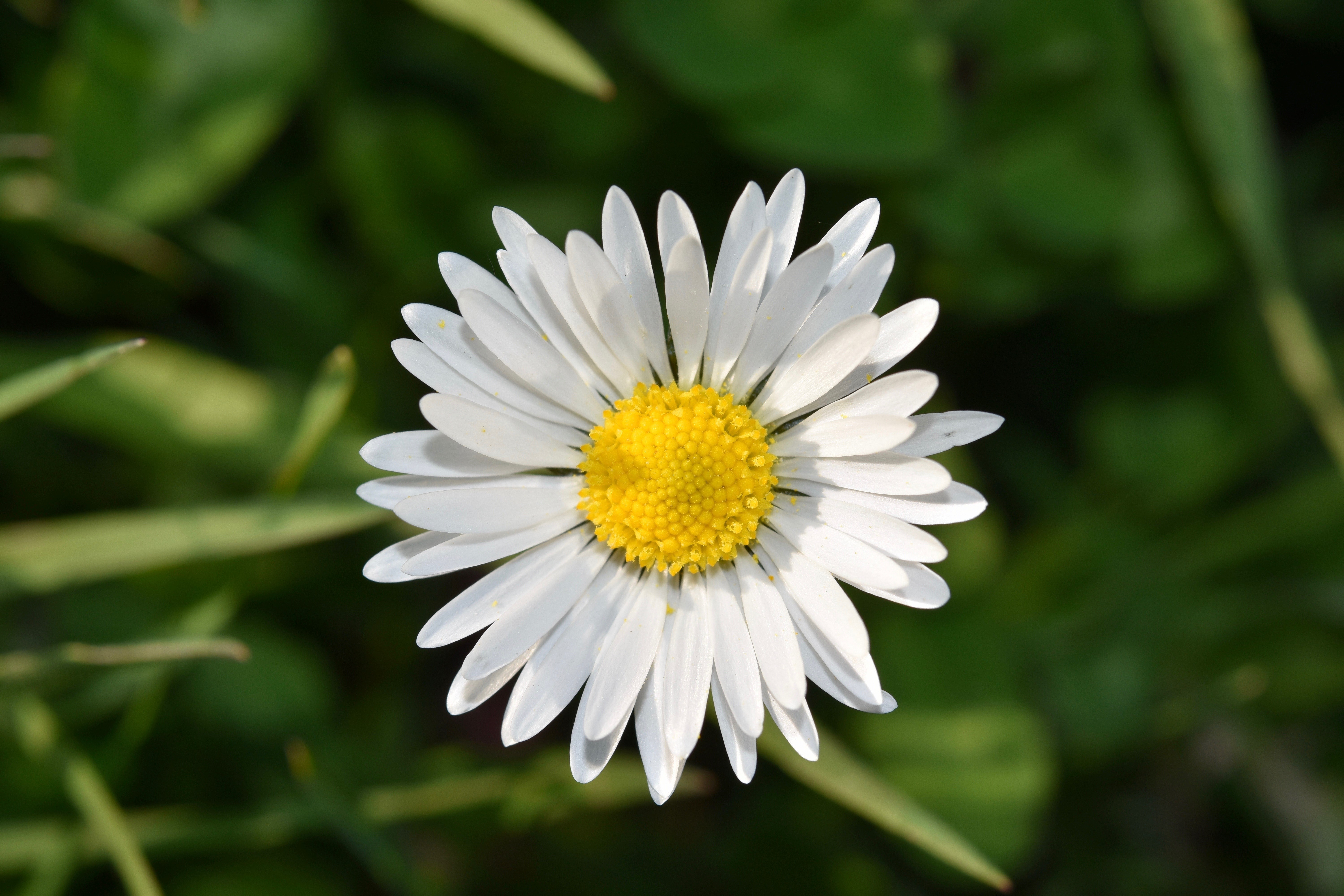 White Daisy Flower Closeup HD Wallpaper