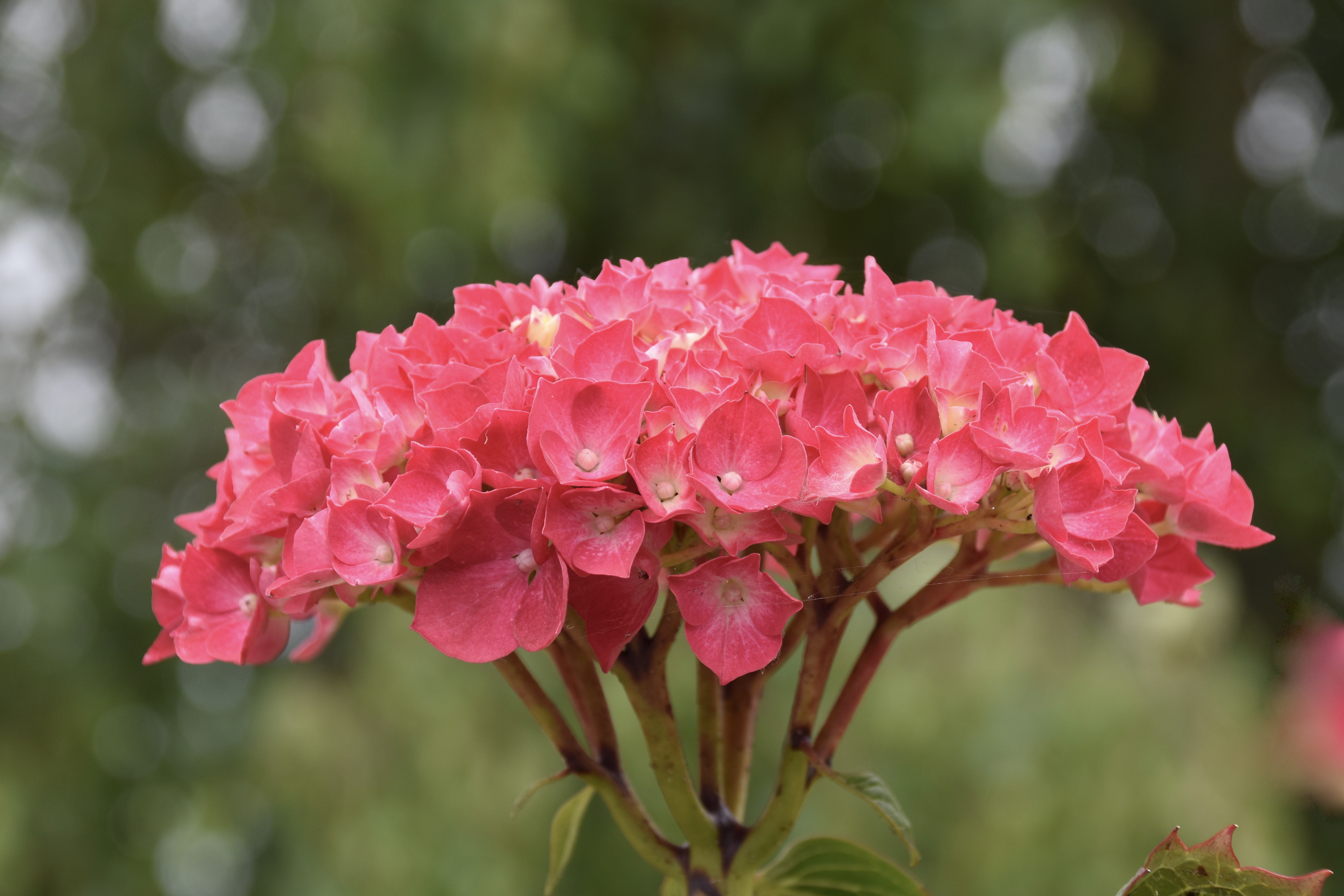 Pink Hydrangea Flower with Bokeh Background HD Wallpaper
