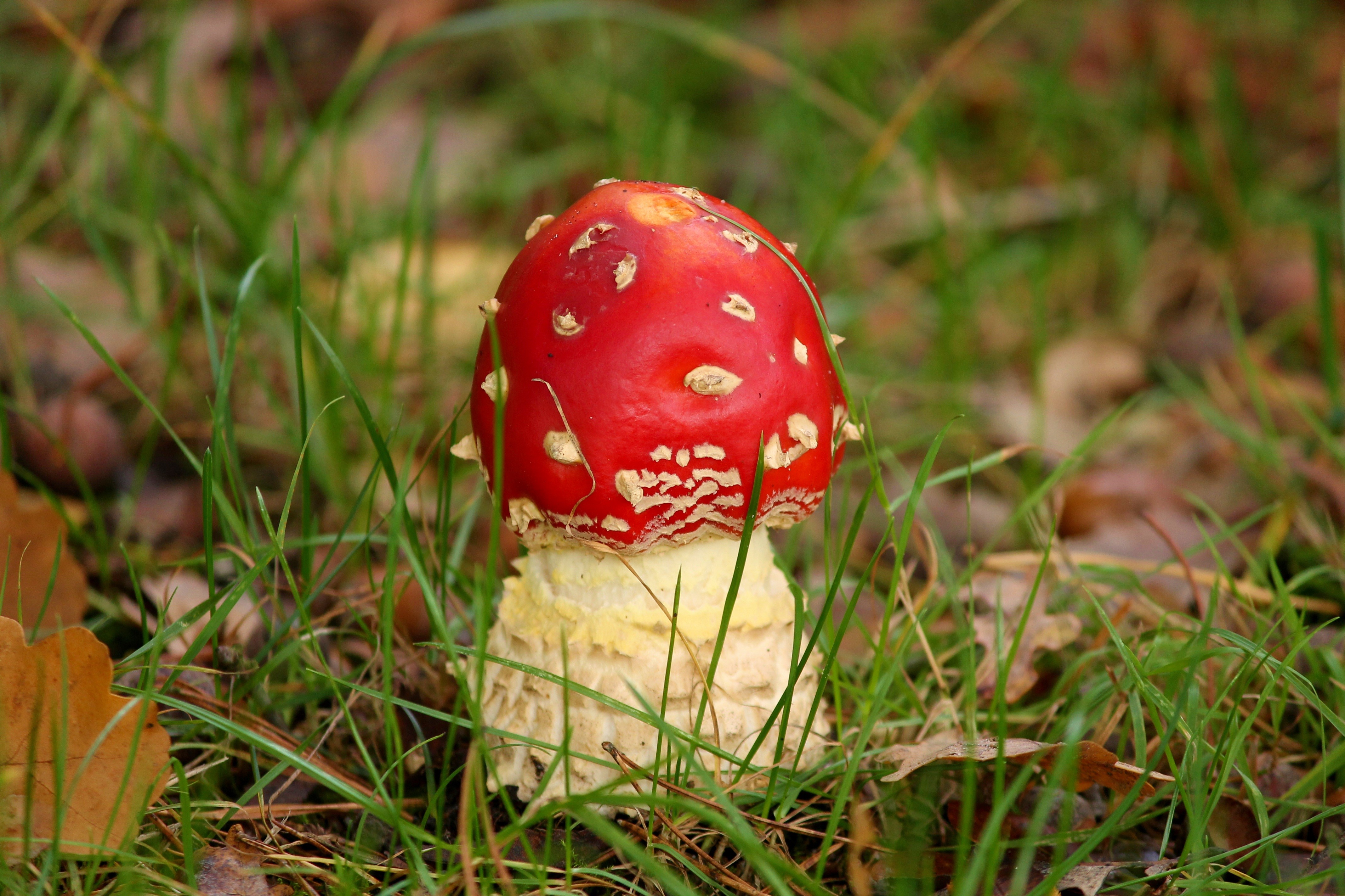 Amanita Mushroom in Grass HD Wallpaper
