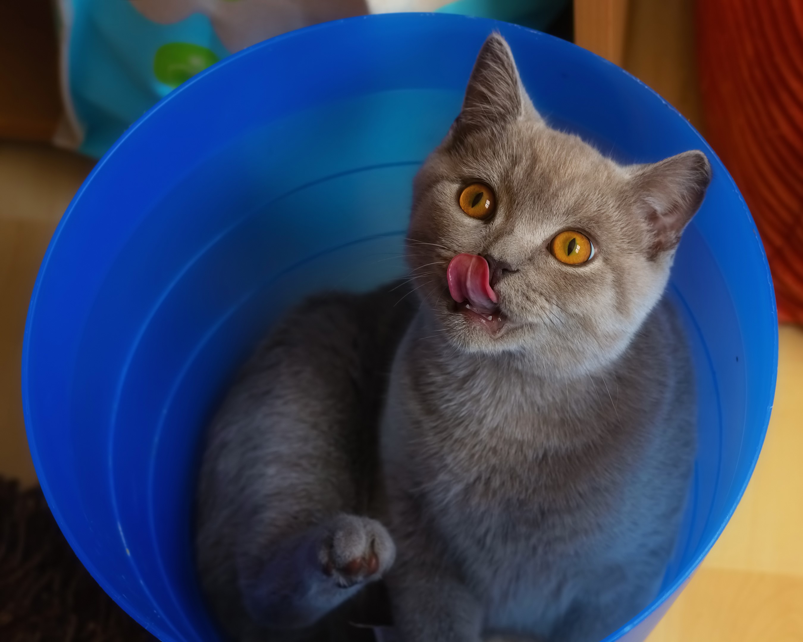 Grey cat with tongue out in blue bucket HD Wallpaper