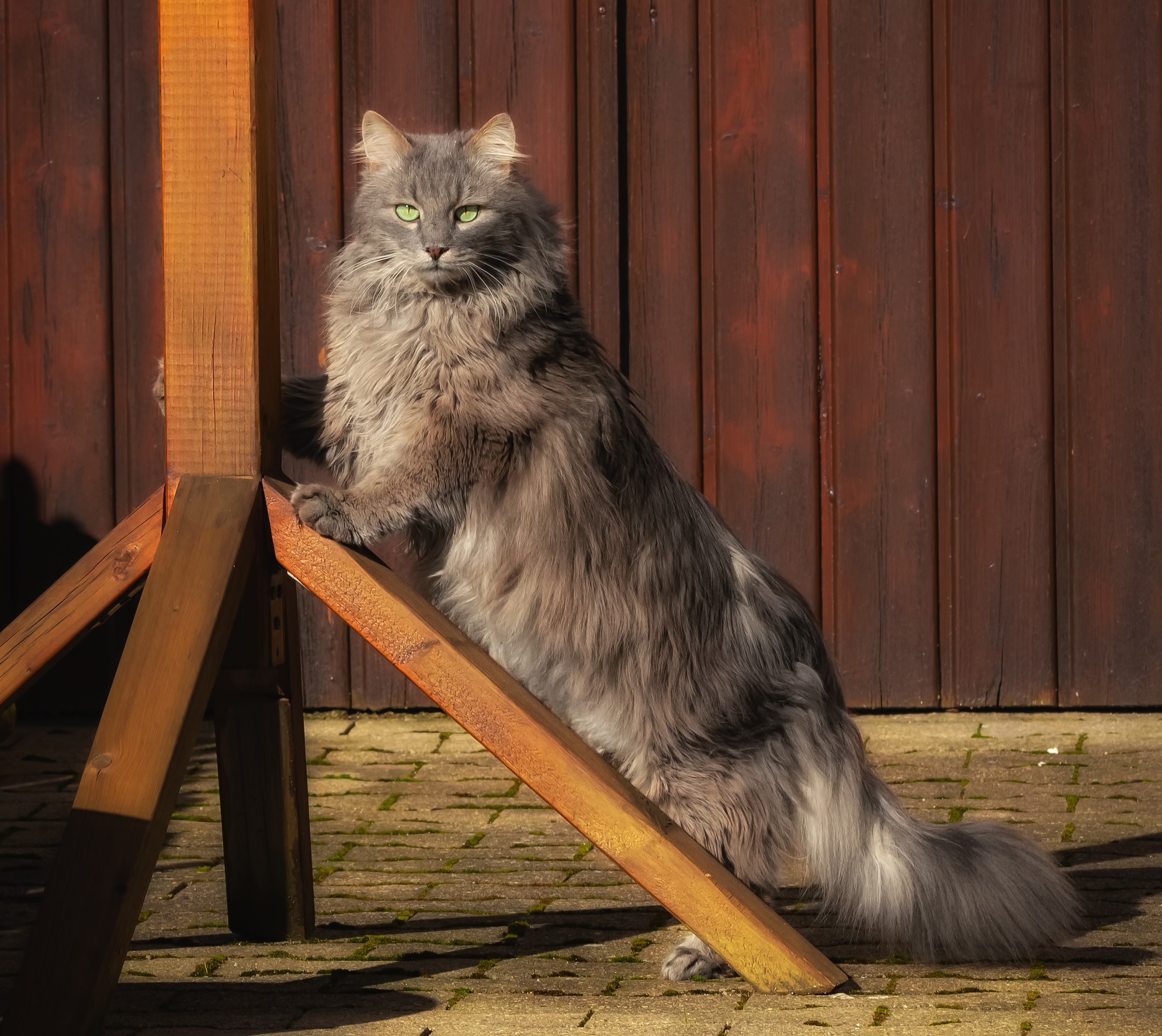 Fluffy grey cat with green eyes on wooden structure HD Wallpaper