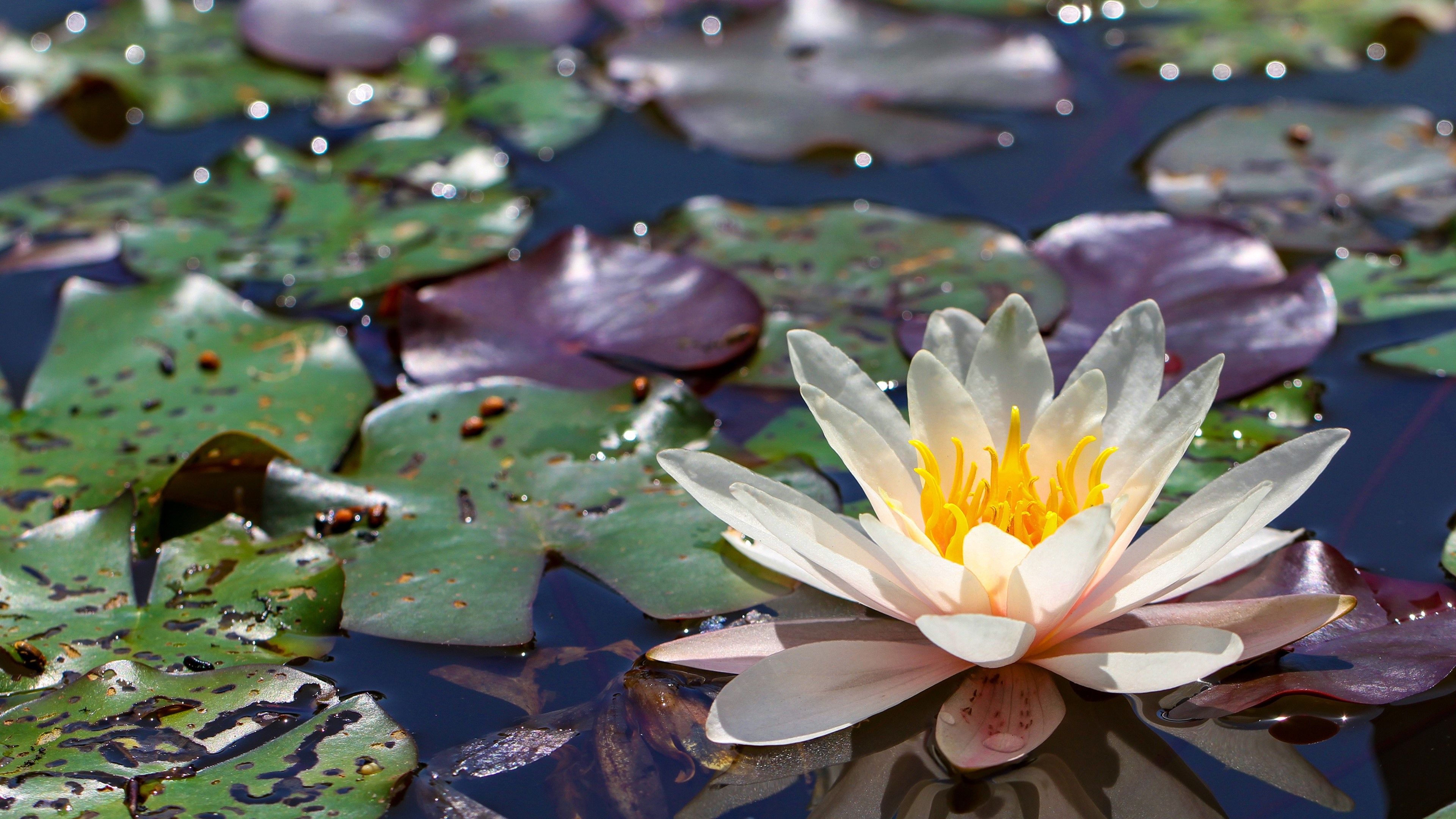 4K Water Lily and Lily Pads HD Wallpaper