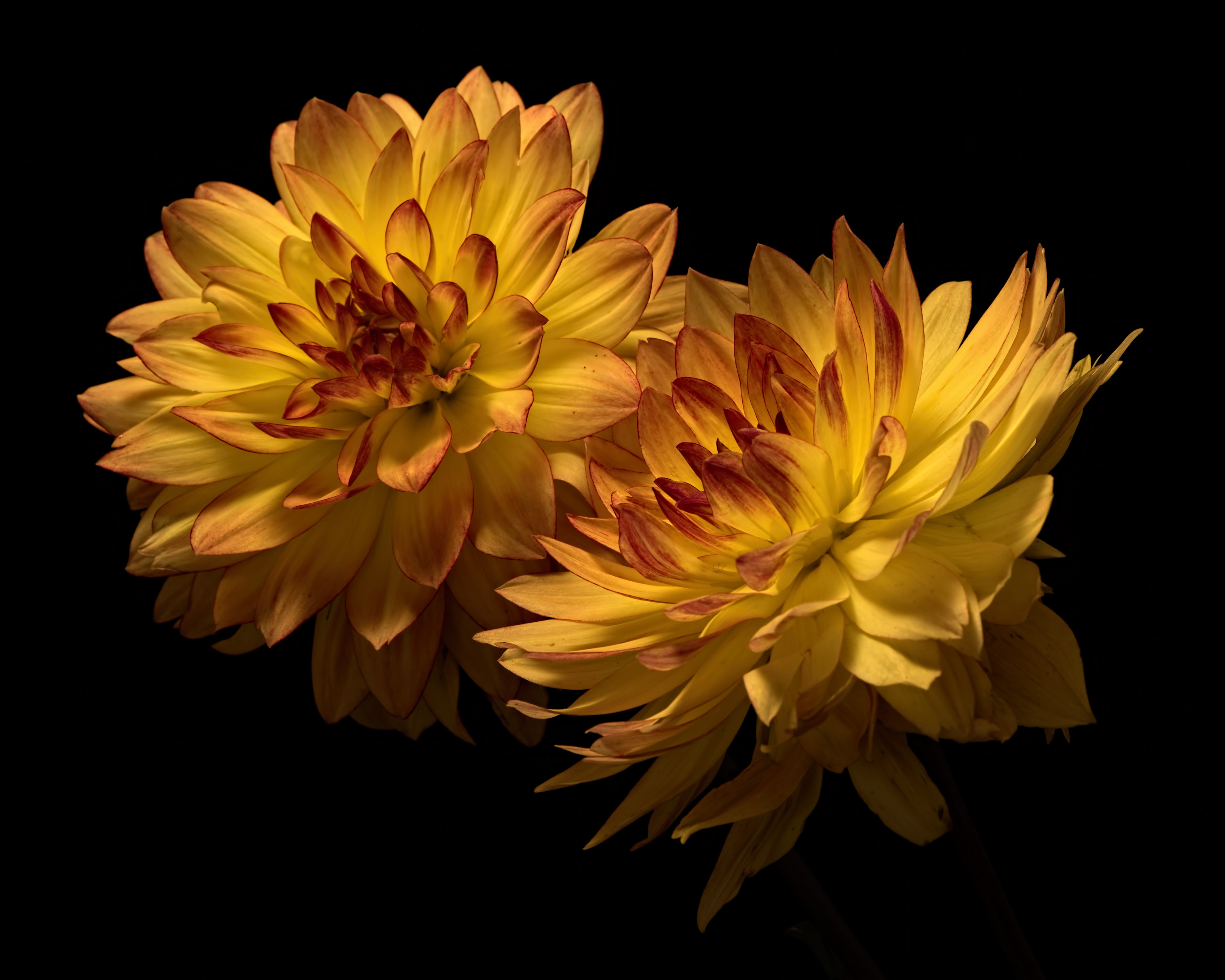 Two yellow and orange chrysanthemums on black background HD Wallpaper