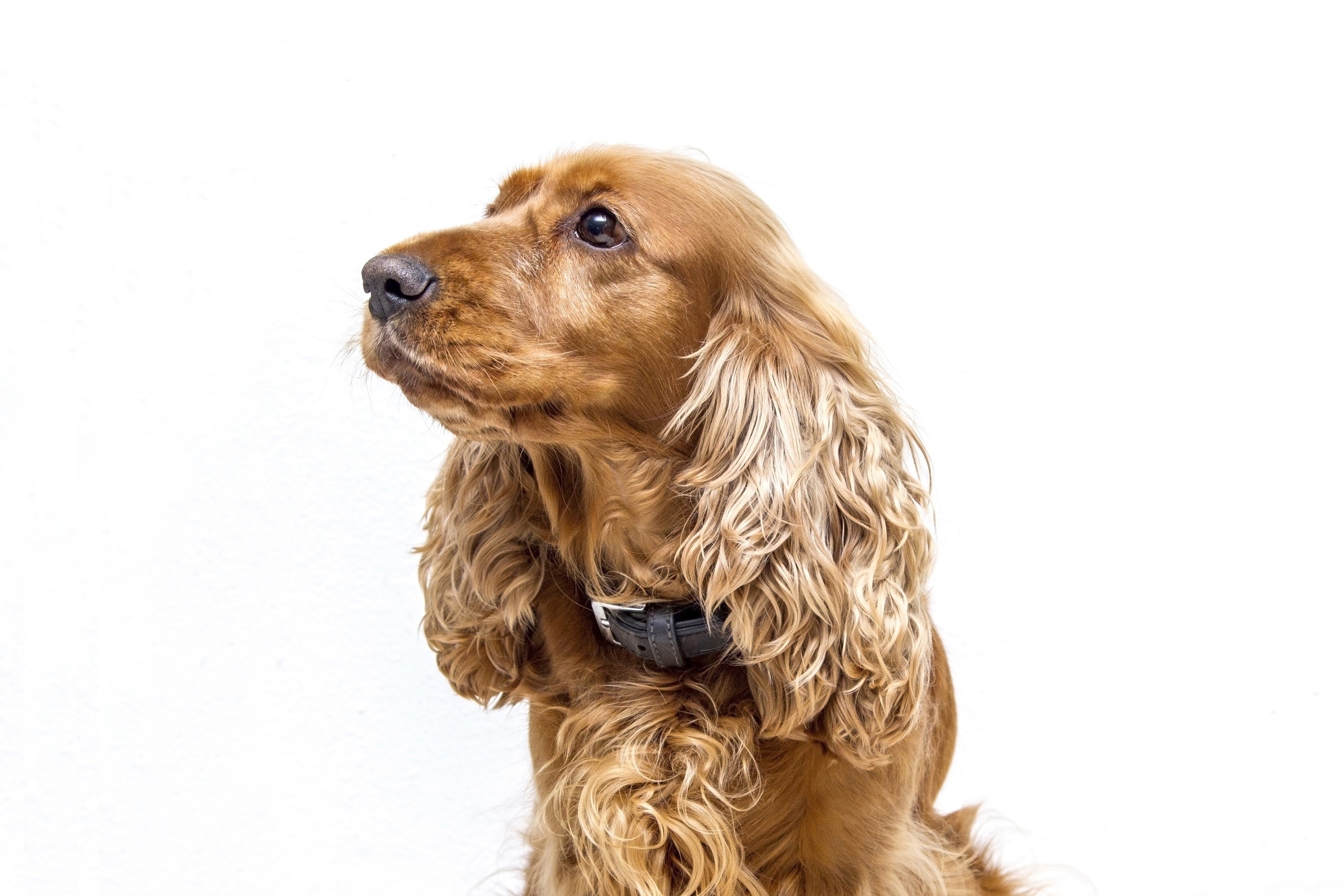 Cocker Spaniel dog looking to the side HD Wallpaper