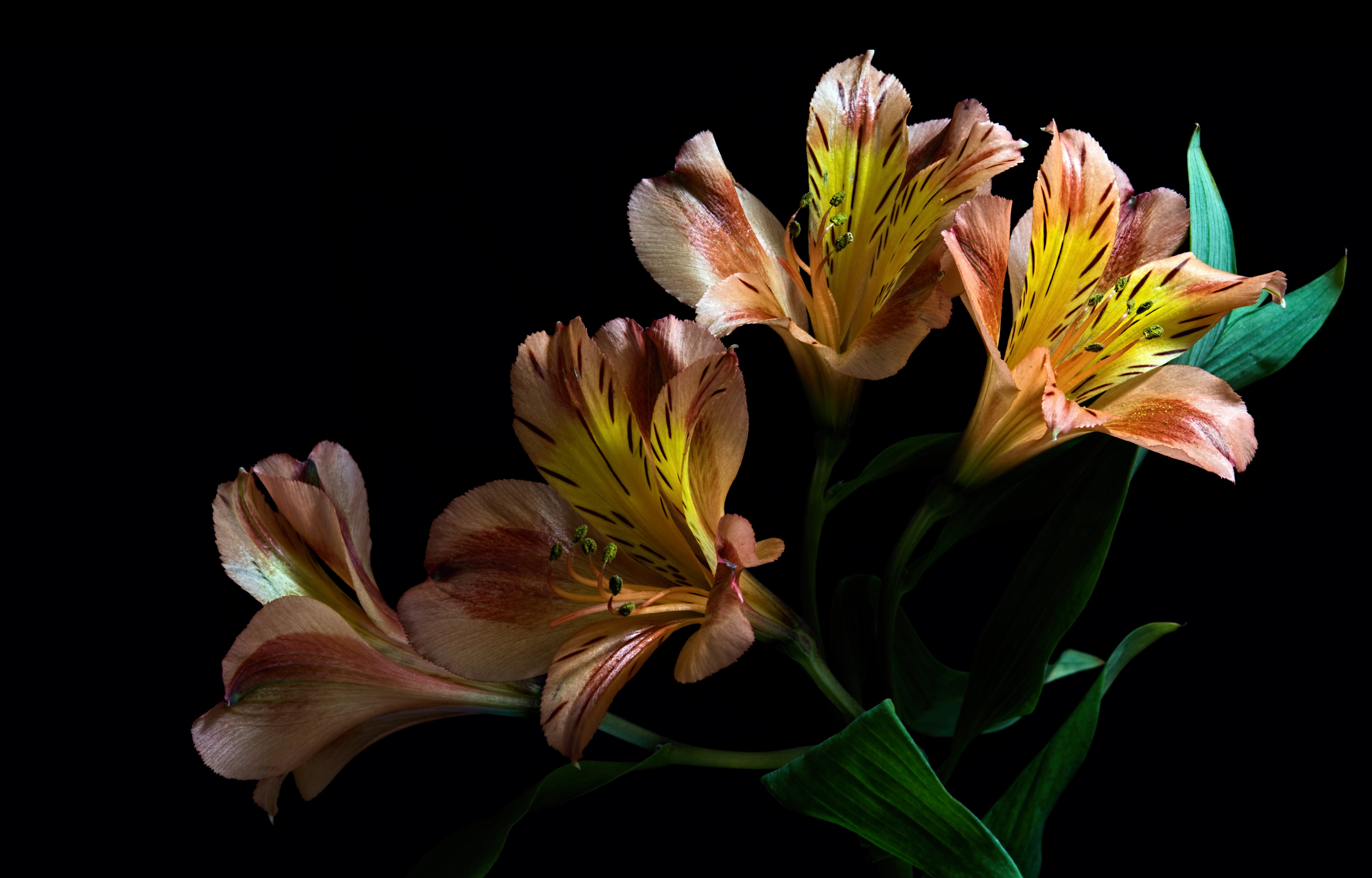 Alstroemeria flowers on a black background HD Wallpaper