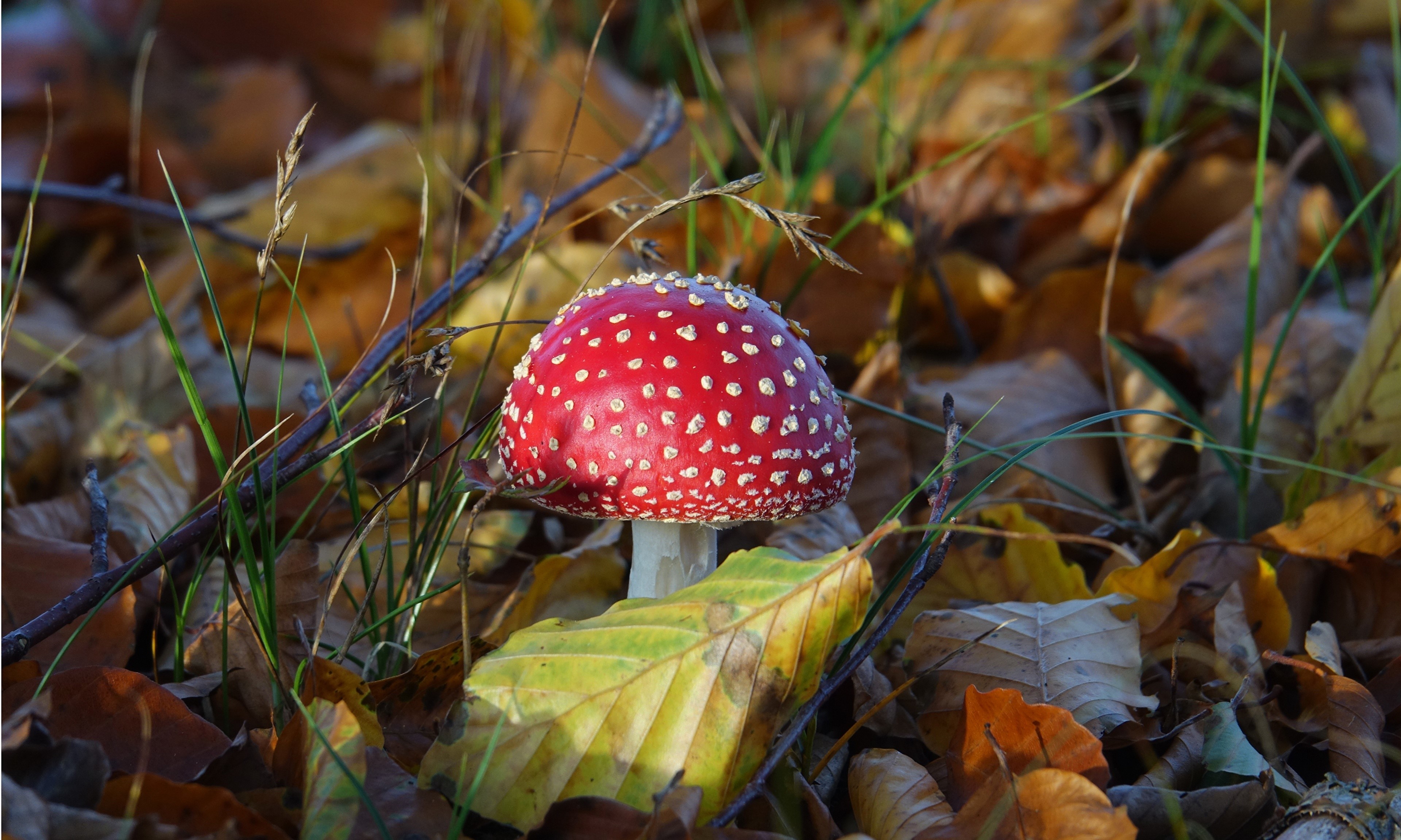 Amanita Mushroom in Autumn Foliage HD Wallpaper
