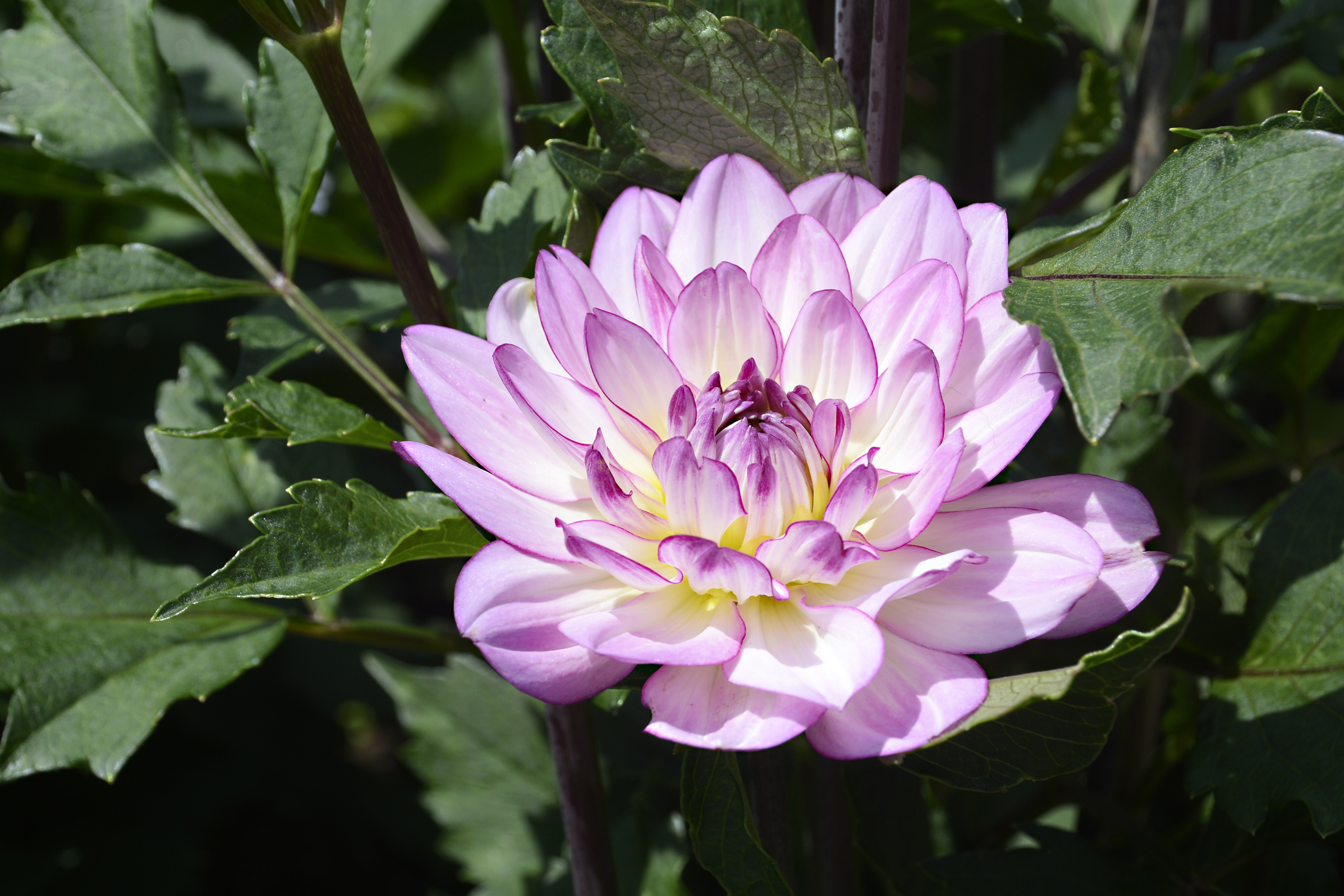 Dahlia flower closeup HD Wallpaper