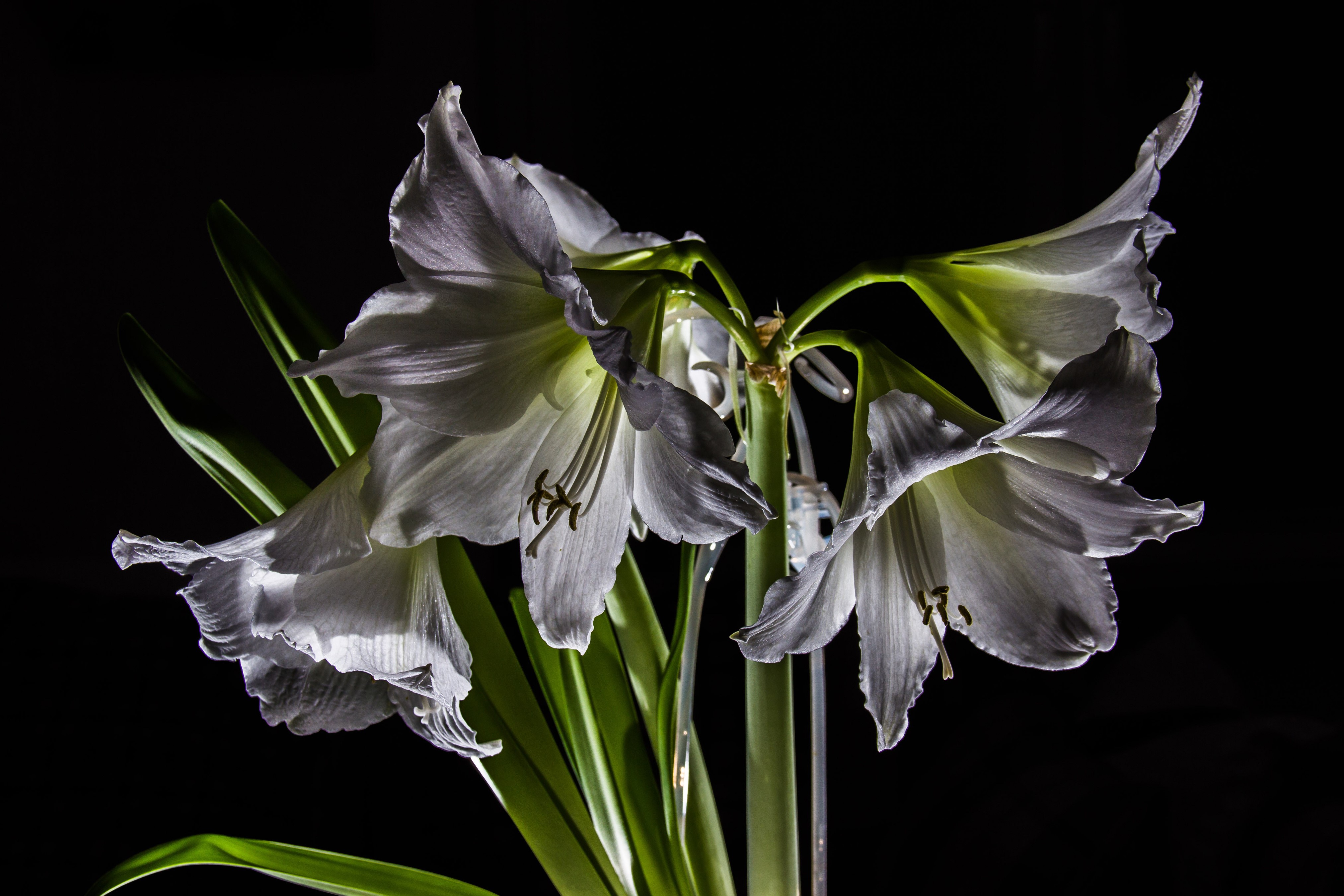 White Amaryllis flowers with black background HD Wallpaper