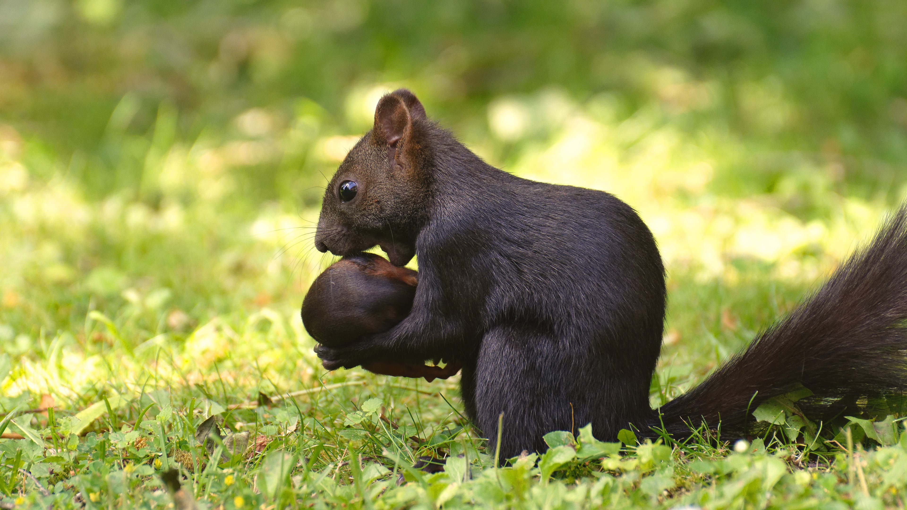 Black Squirrel Eating a Nut HD Wallpaper