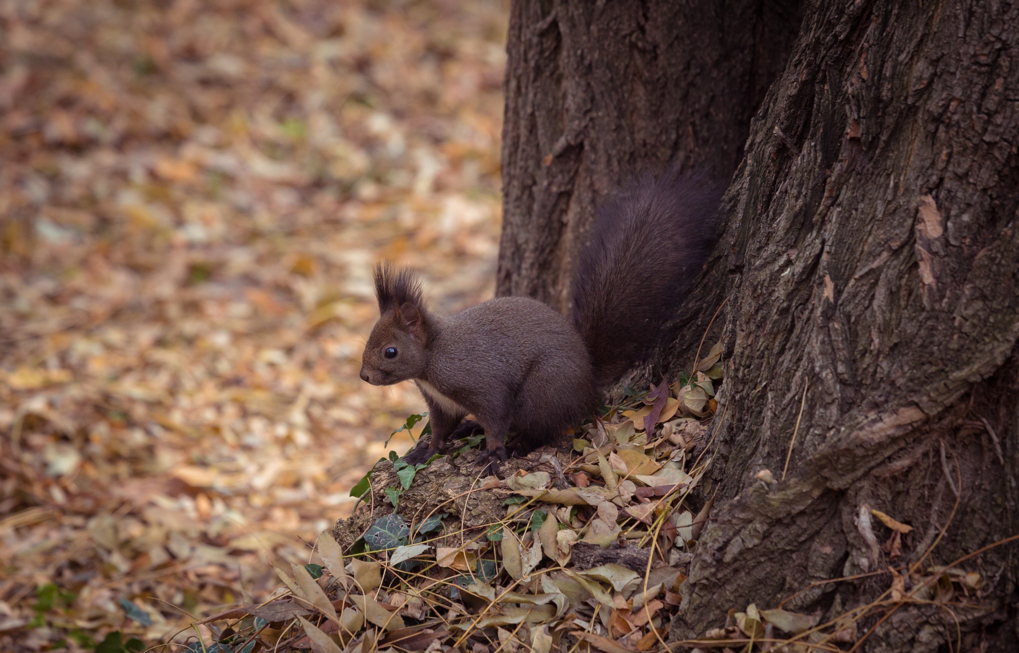 Squirrel on the forest floor with autumn leaves HD Wallpaper
