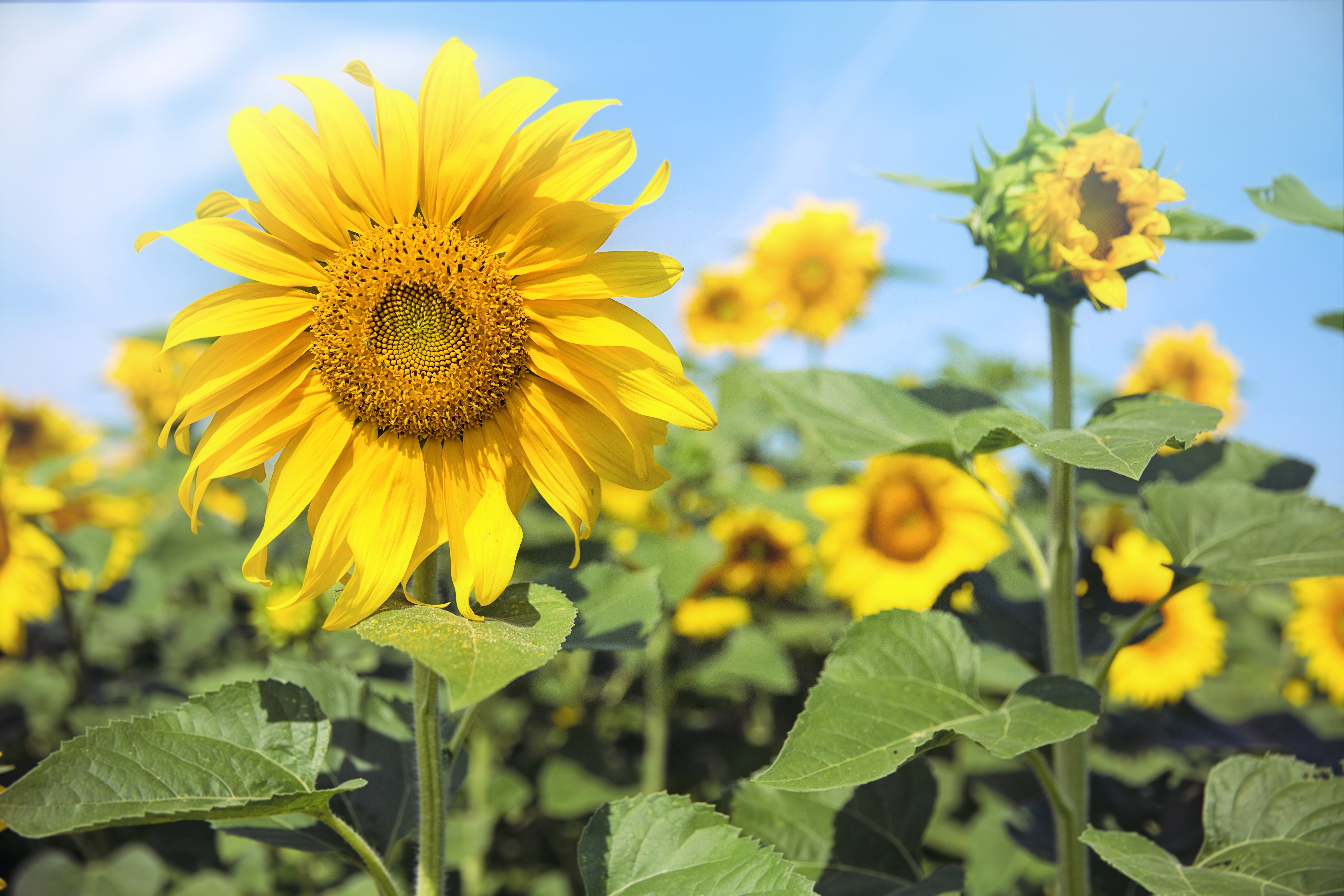 Sunflowers in a field with blue sky HD Wallpaper