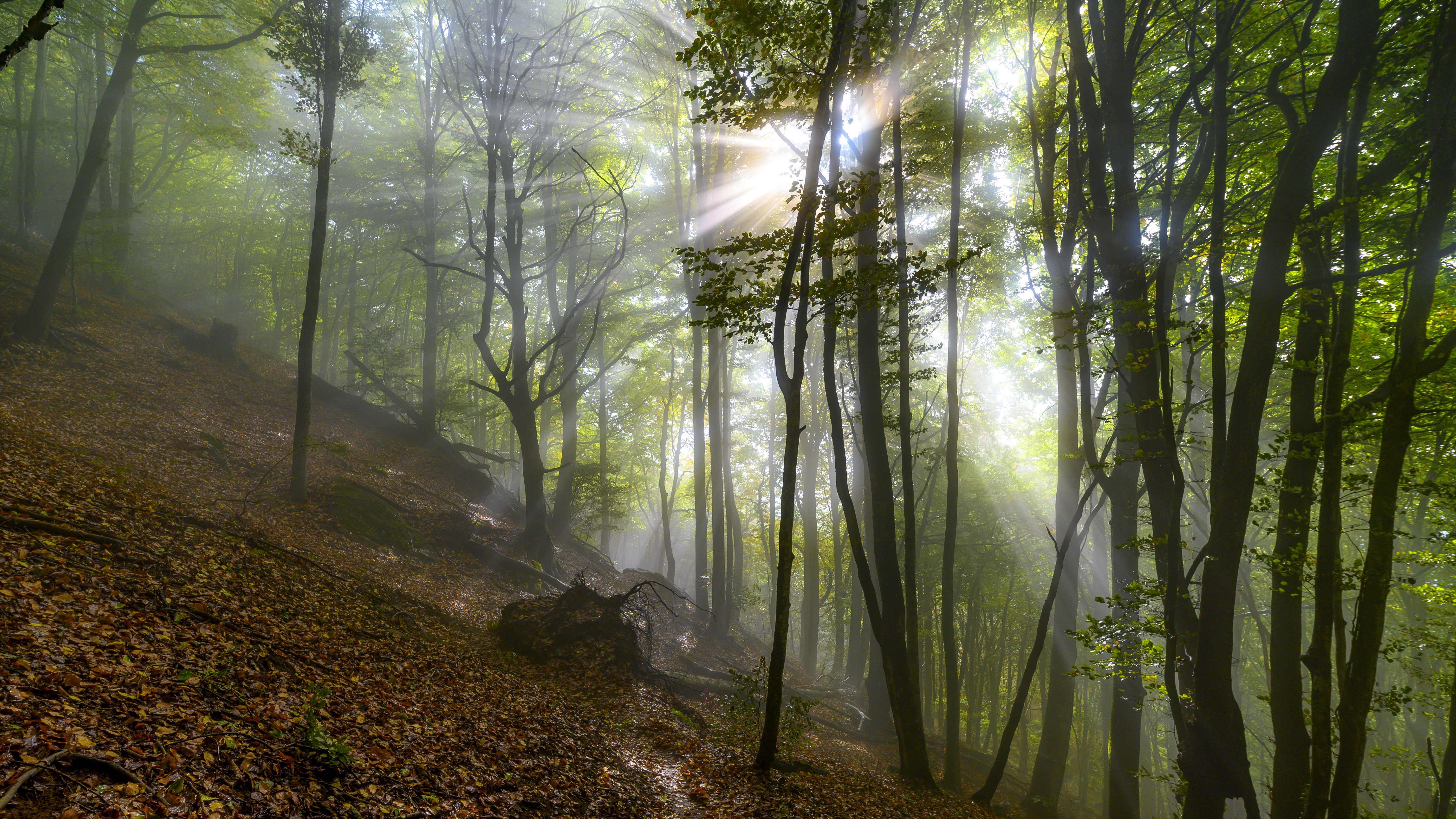 4K Autumn Forest with Rays of Light and Fog HD Wallpaper