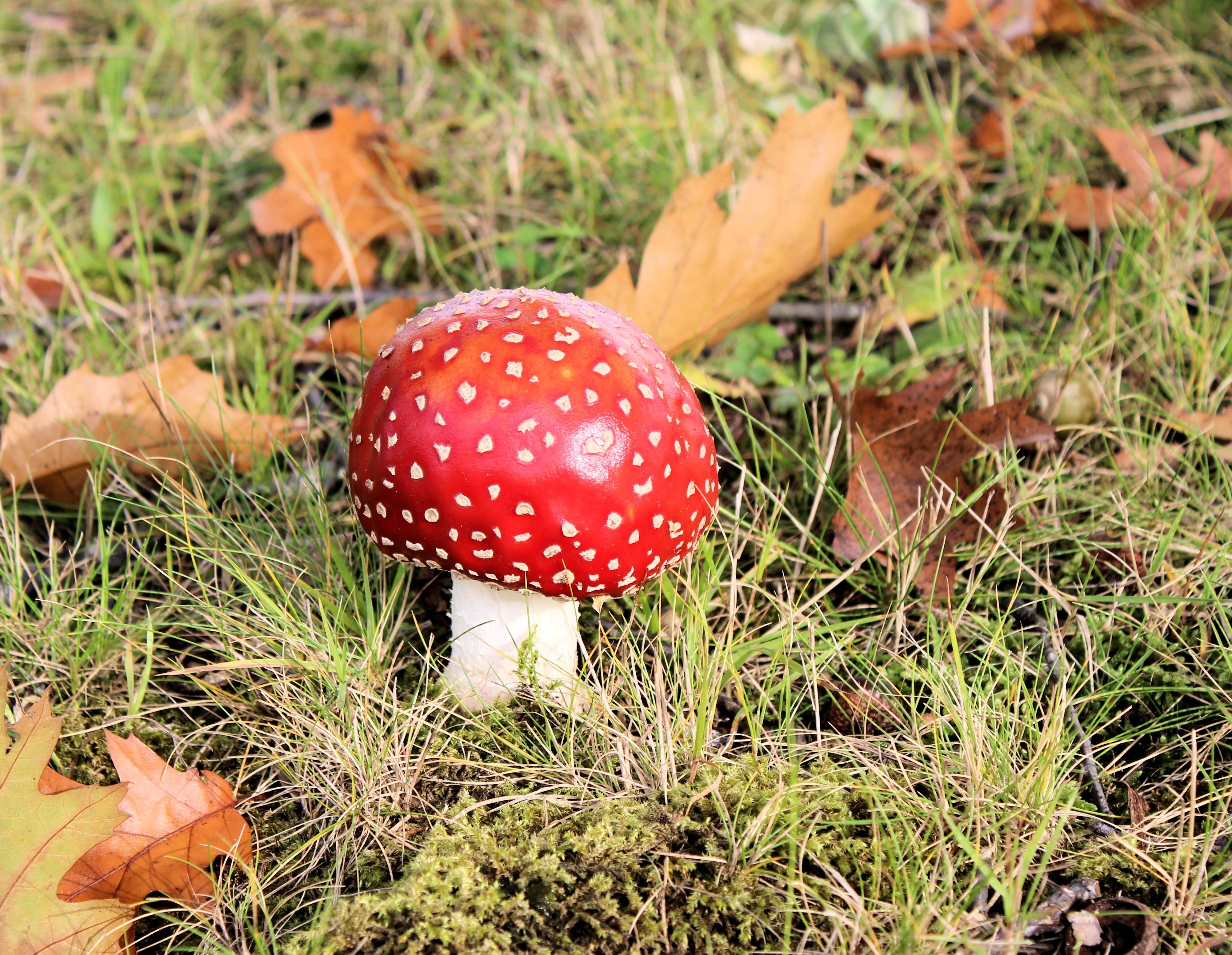 Amanita Muscaria mushroom in grass HD Wallpaper
