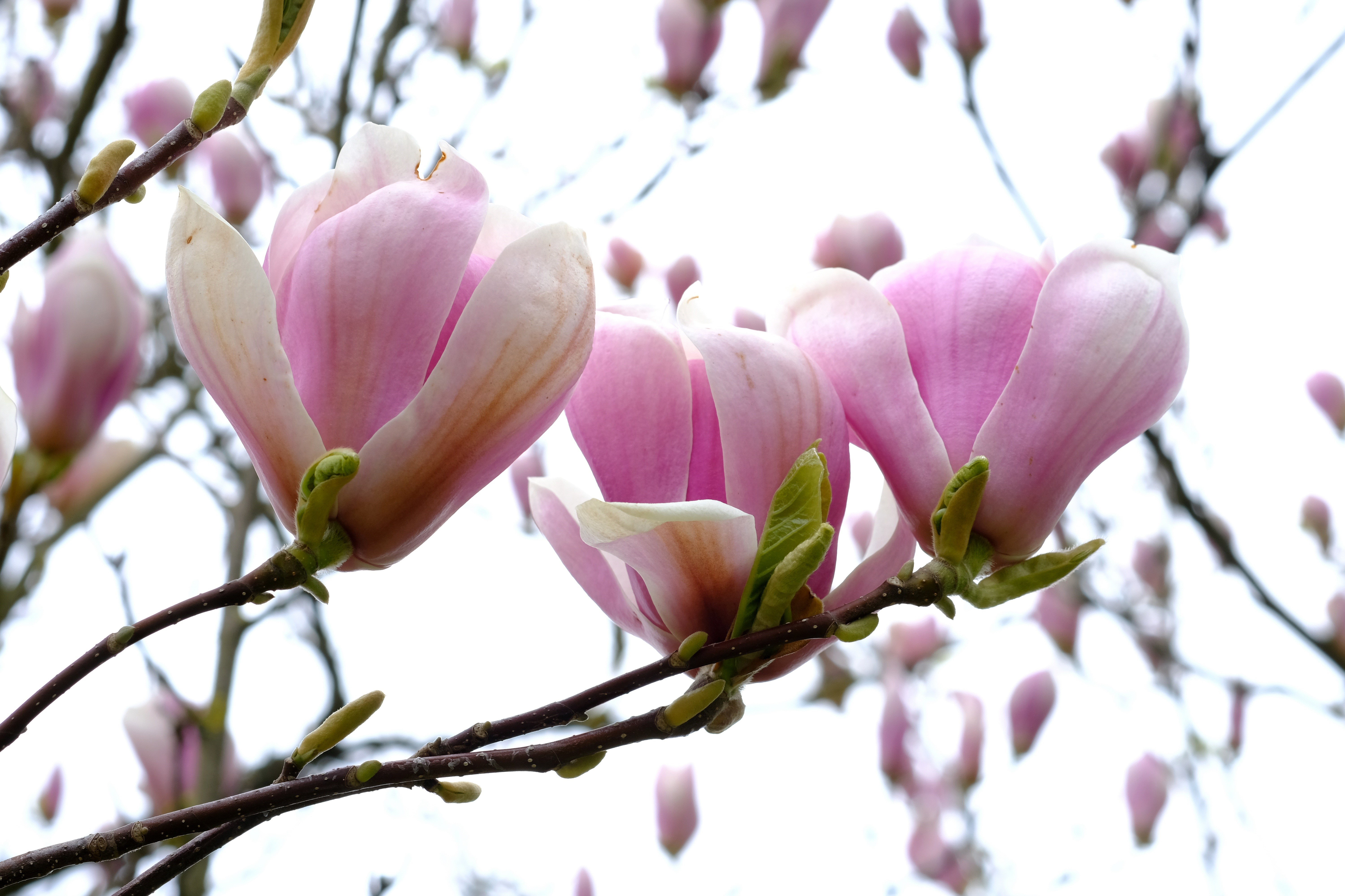 Pink Magnolia flowers on branches HD Wallpaper