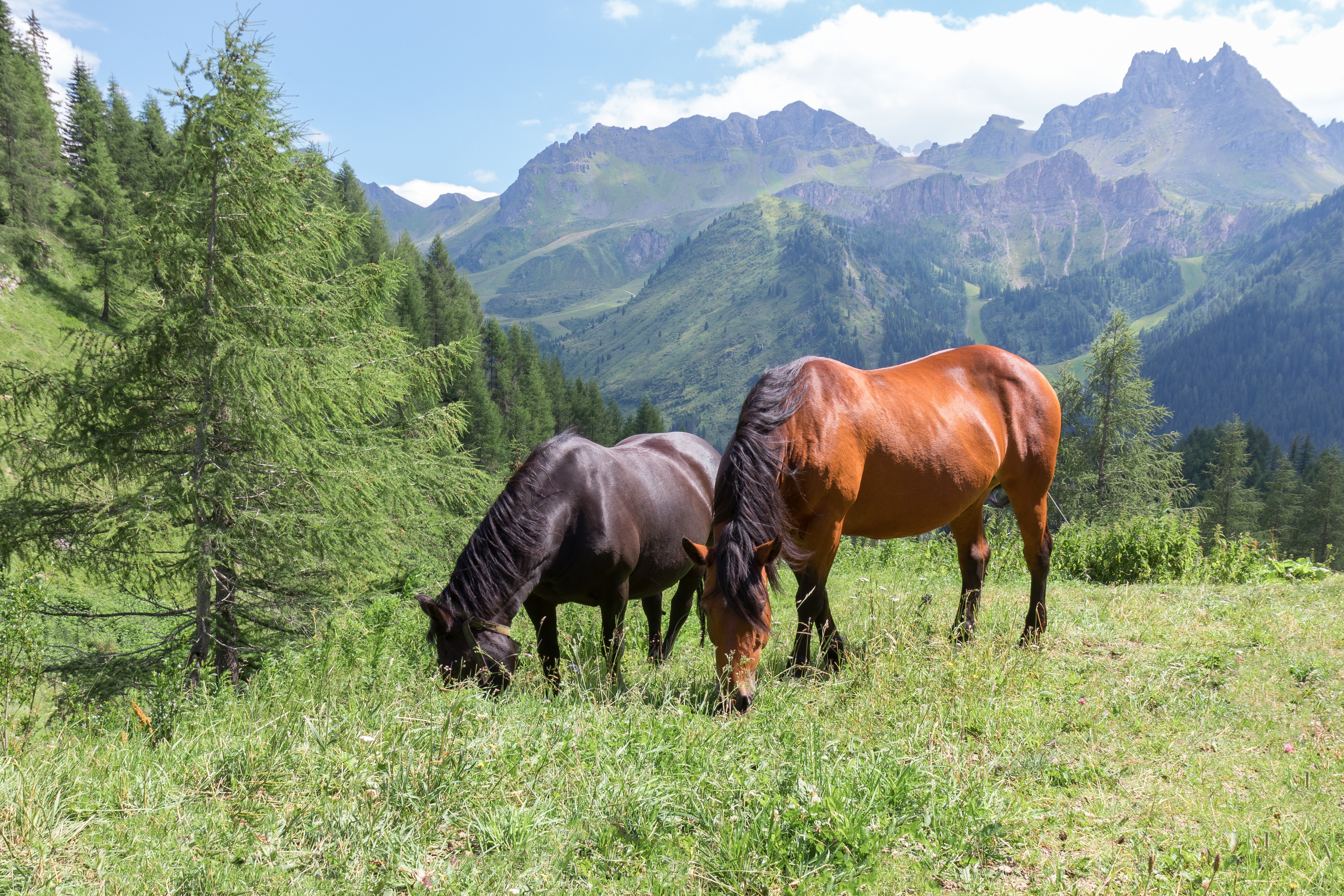 Two horses grazing in a mountain meadow HD Wallpaper