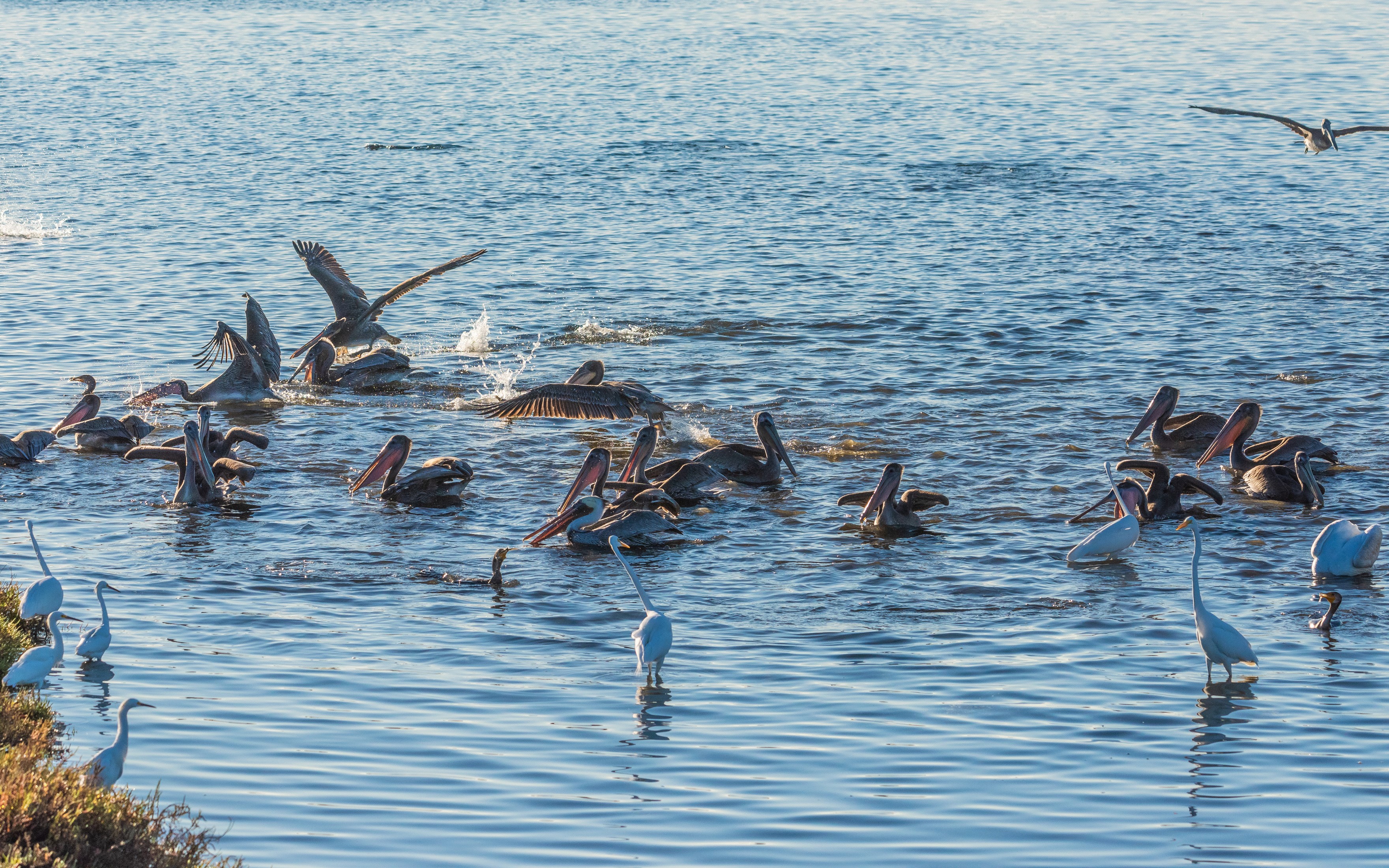 A flock of pelicans and egrets feeding in the water HD Wallpaper