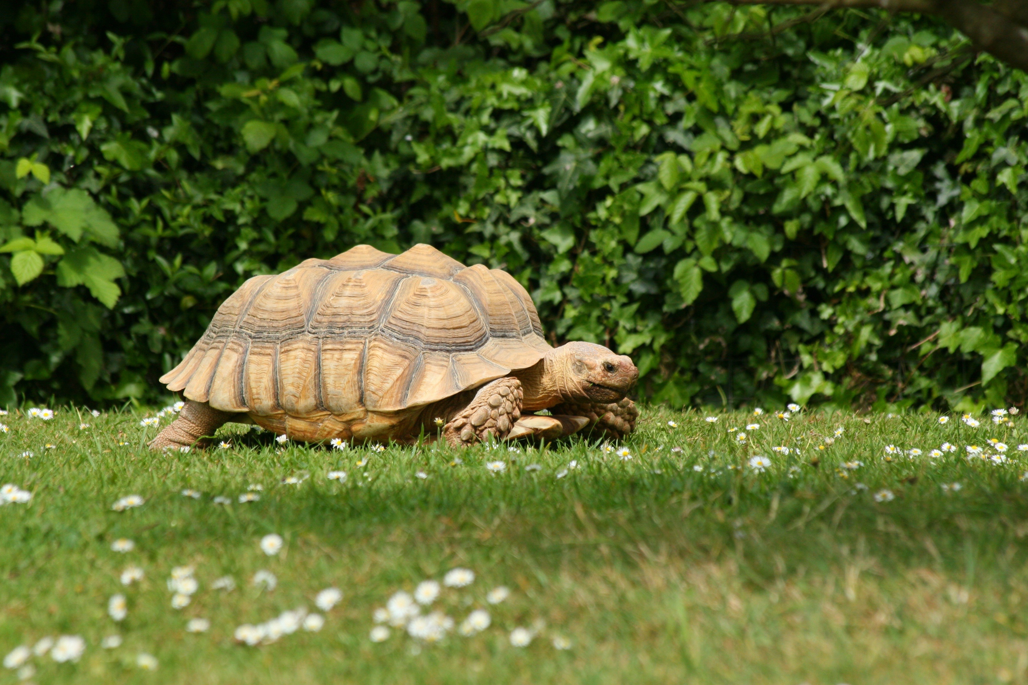 A tortoise walks on grass with daisies HD Wallpaper