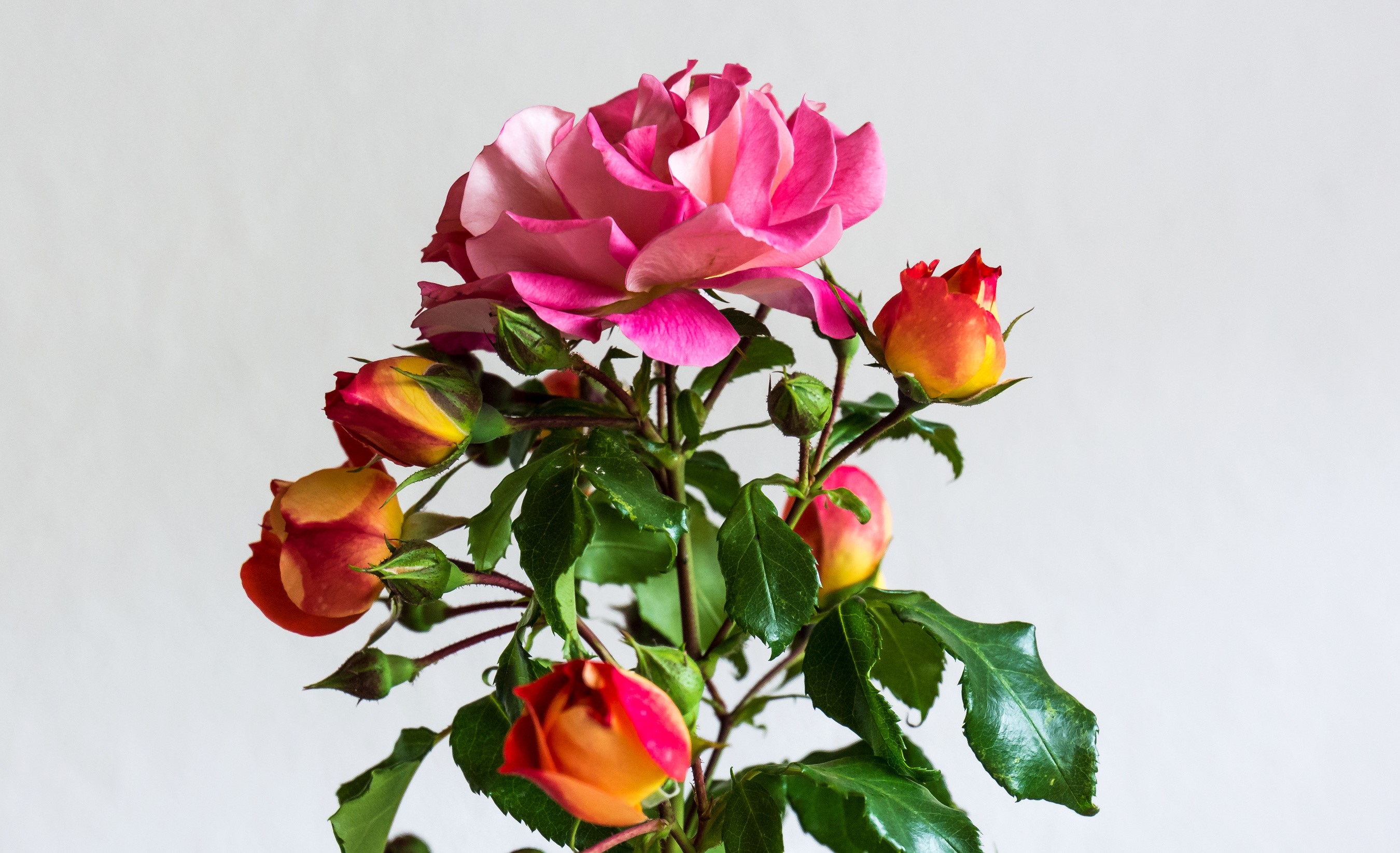 Pink and yellow roses with buds on a gray background HD Wallpaper