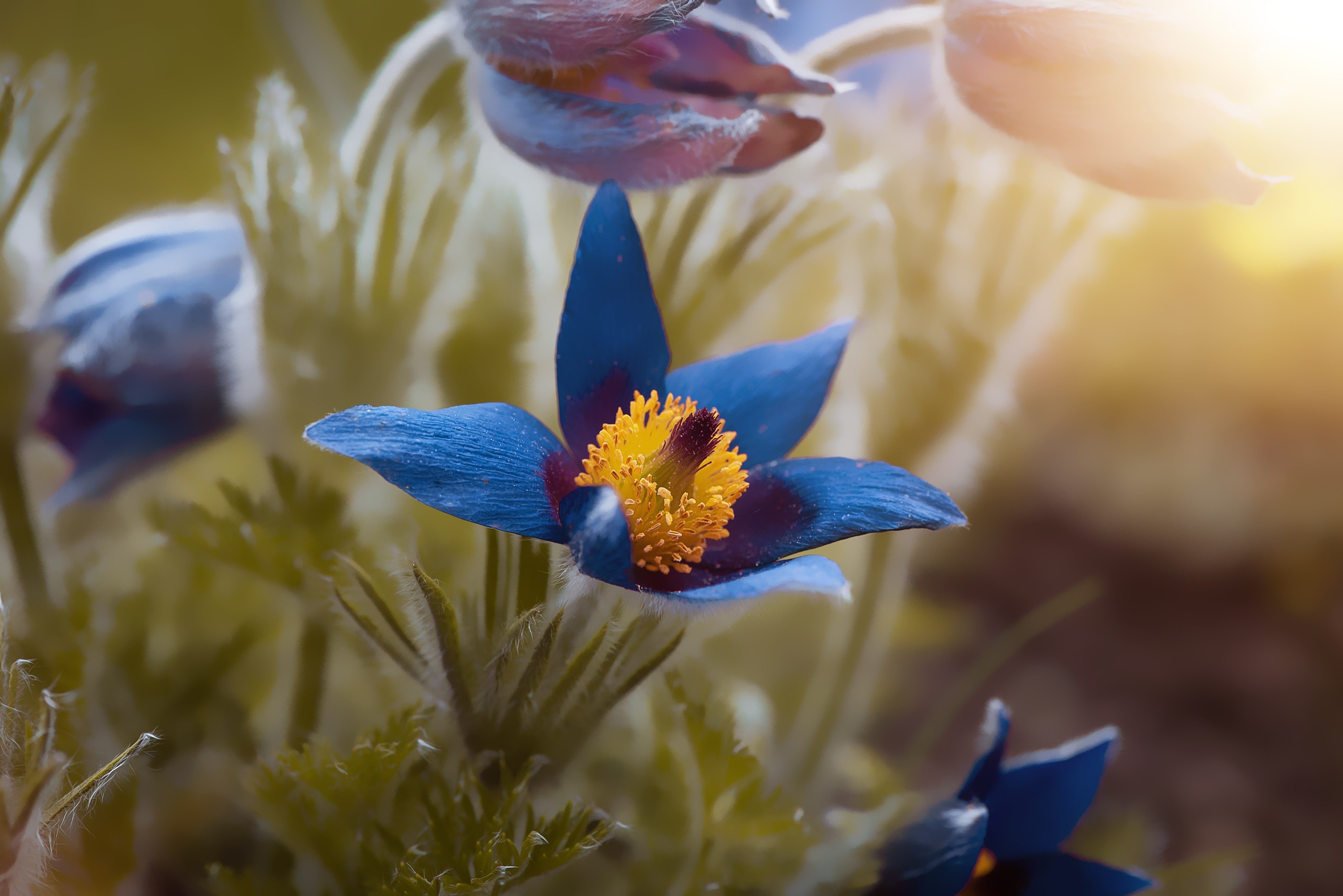 Blue Pulsatilla flowers with bokeh background HD Wallpaper