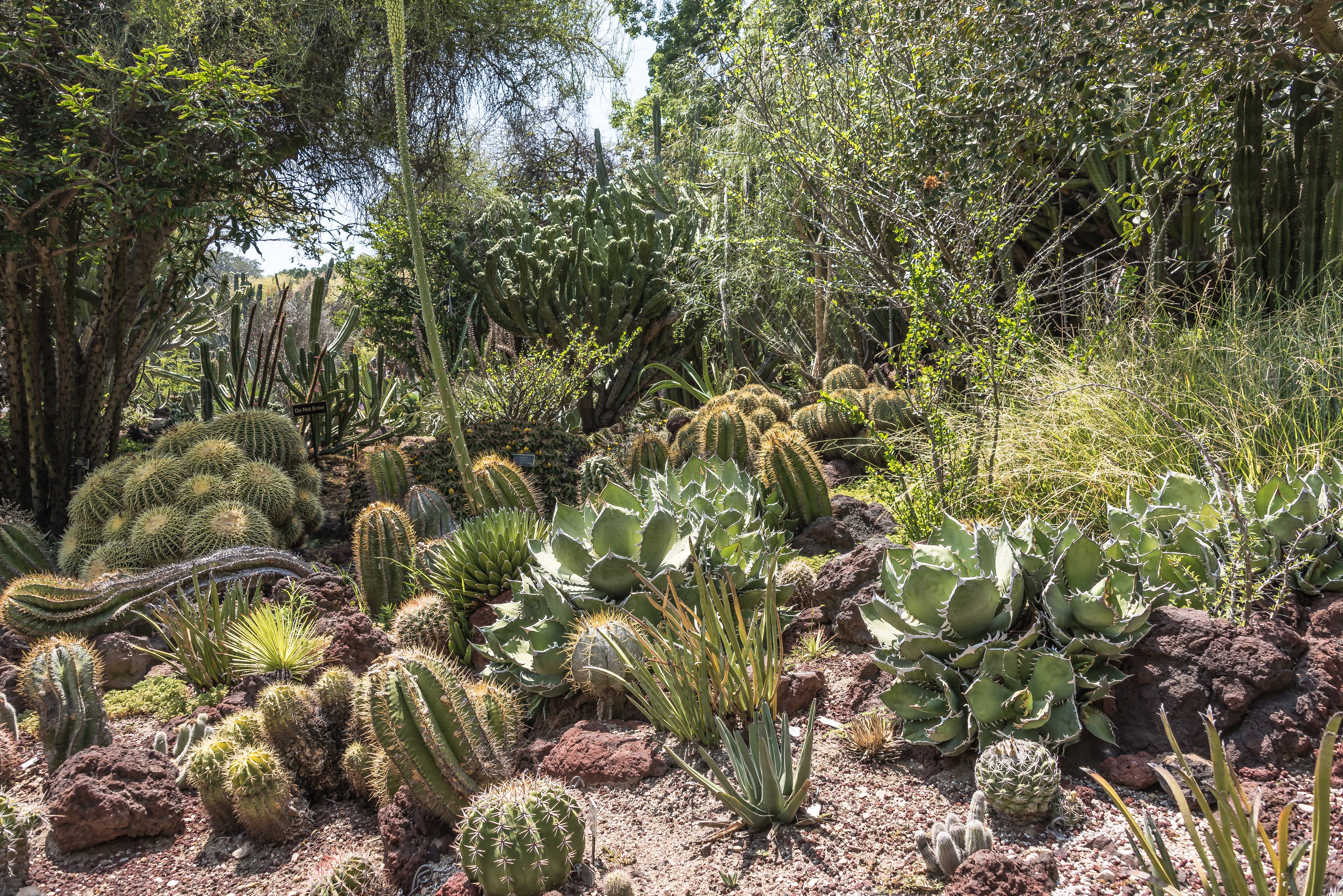 Botanical Gardens in San Marino, California, USA HD Wallpaper