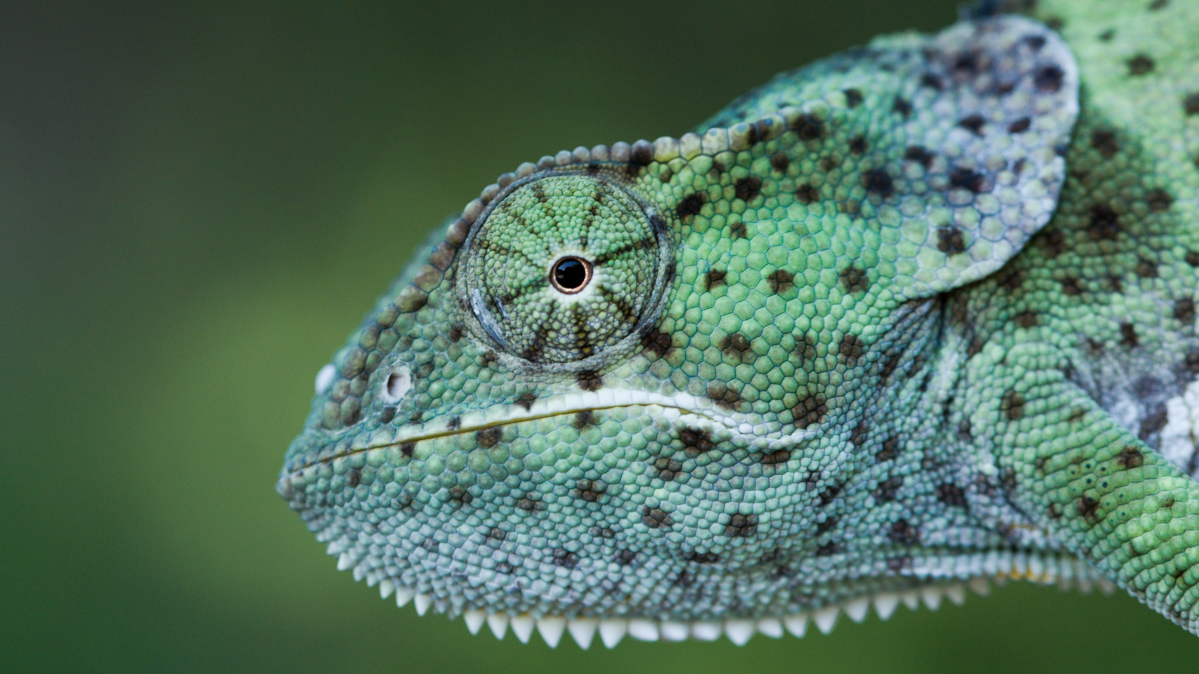 4K Closeup of a Chameleon Head HD Wallpaper