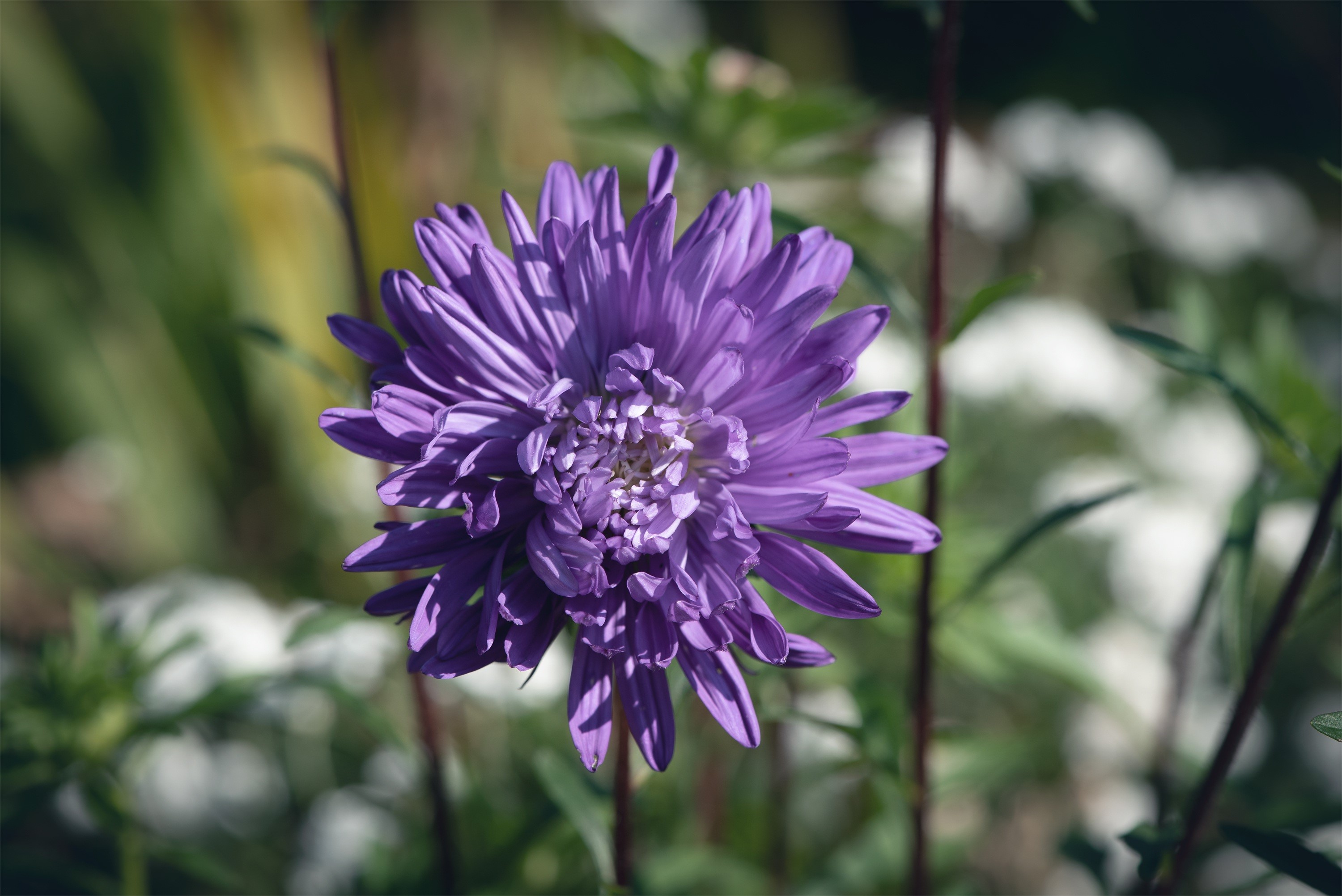 Purple Aster Flower Closeup HD Wallpaper