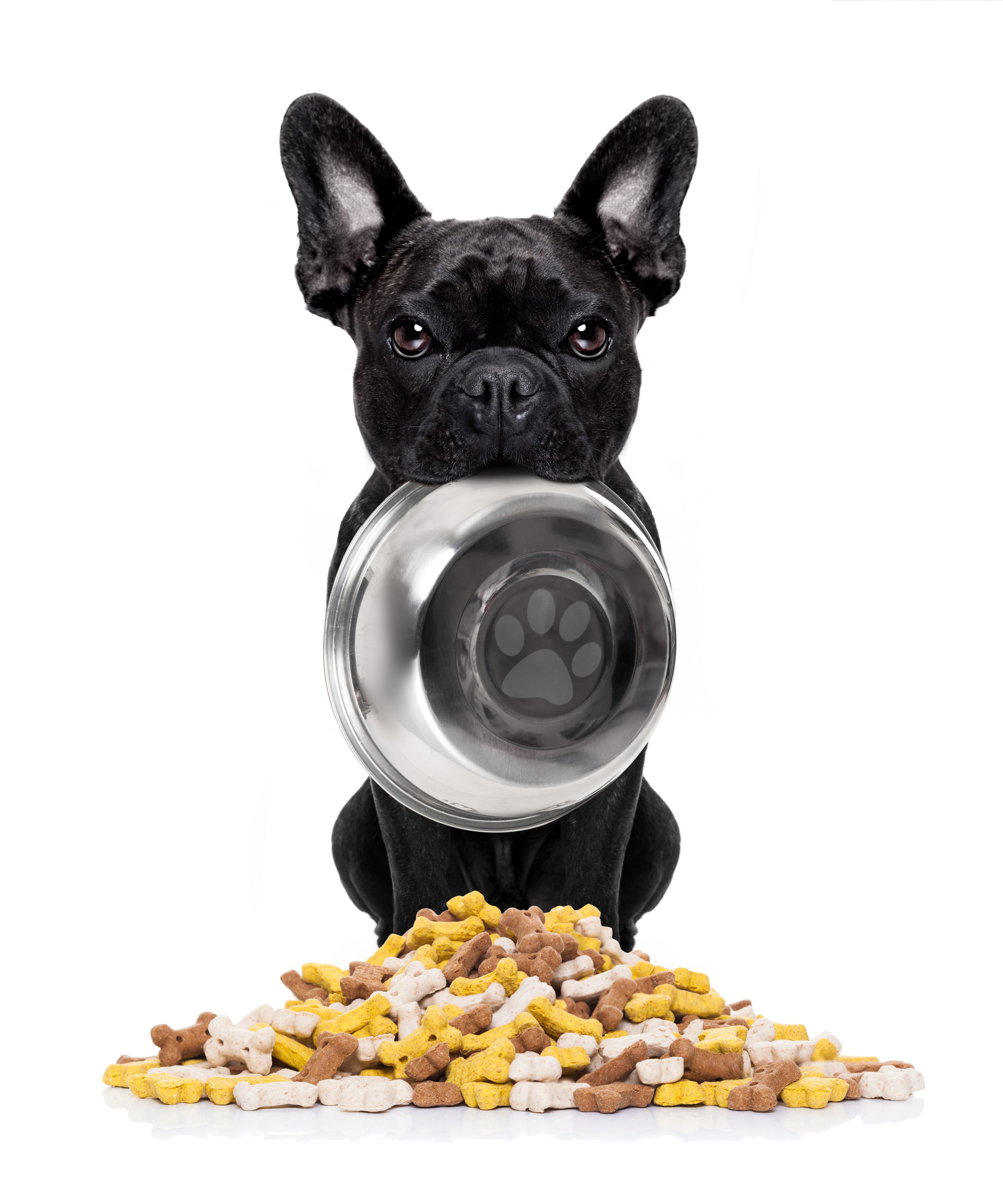 French Bulldog with food bowl and dog treats HD Wallpaper