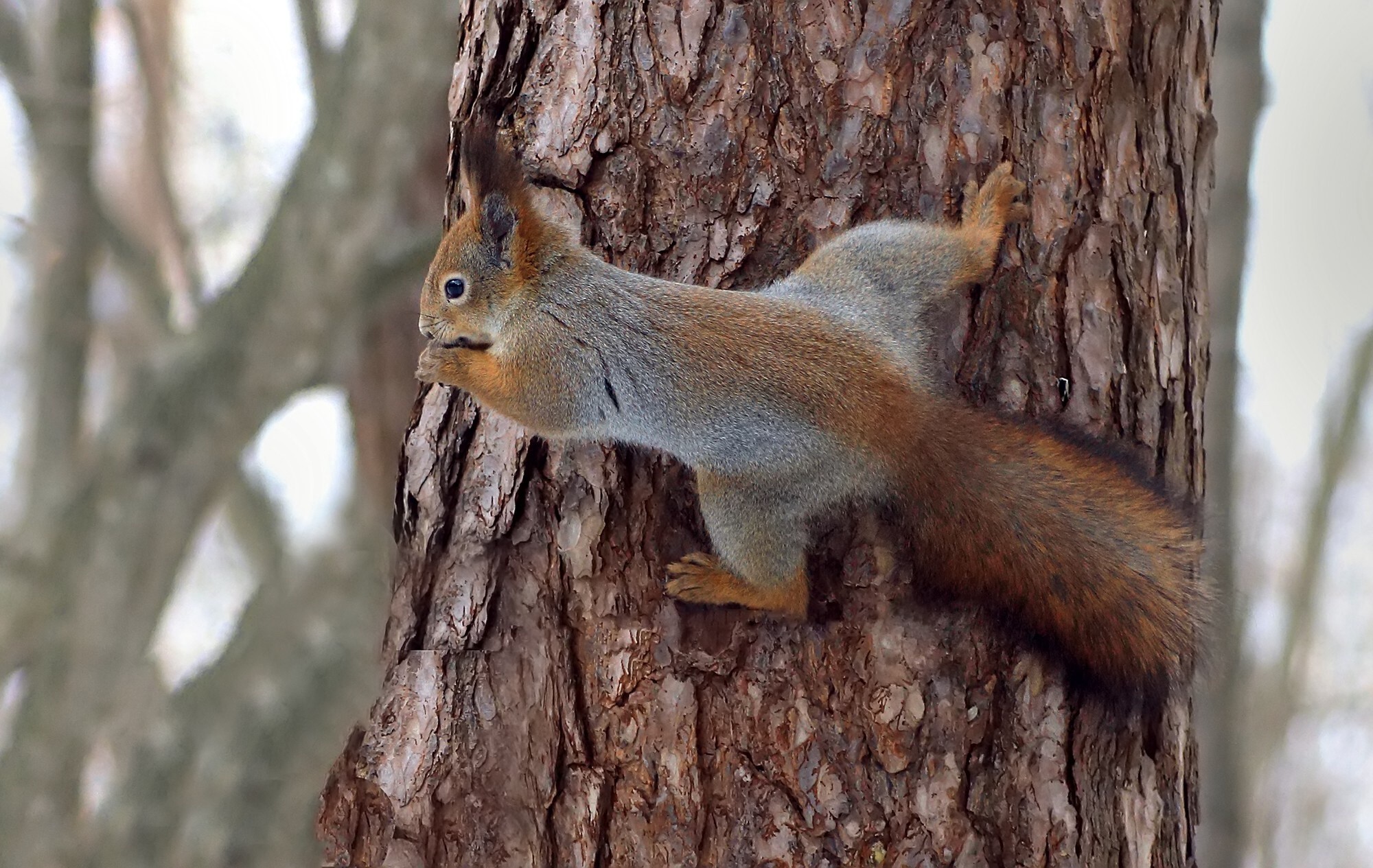 Red squirrel eating on a tree trunk HD Wallpaper