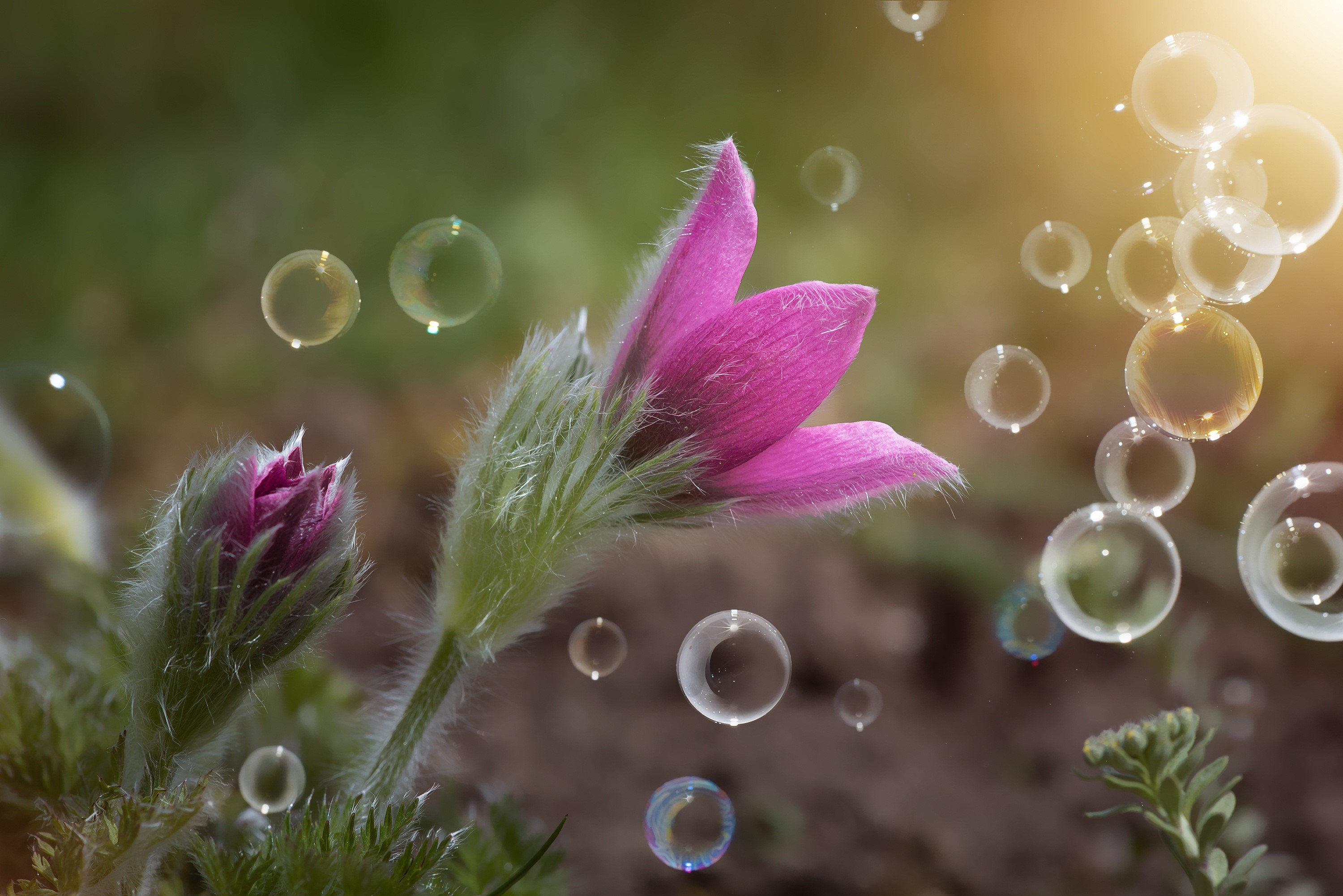 Pink Pulsatilla flowers with soap bubbles HD Wallpaper
