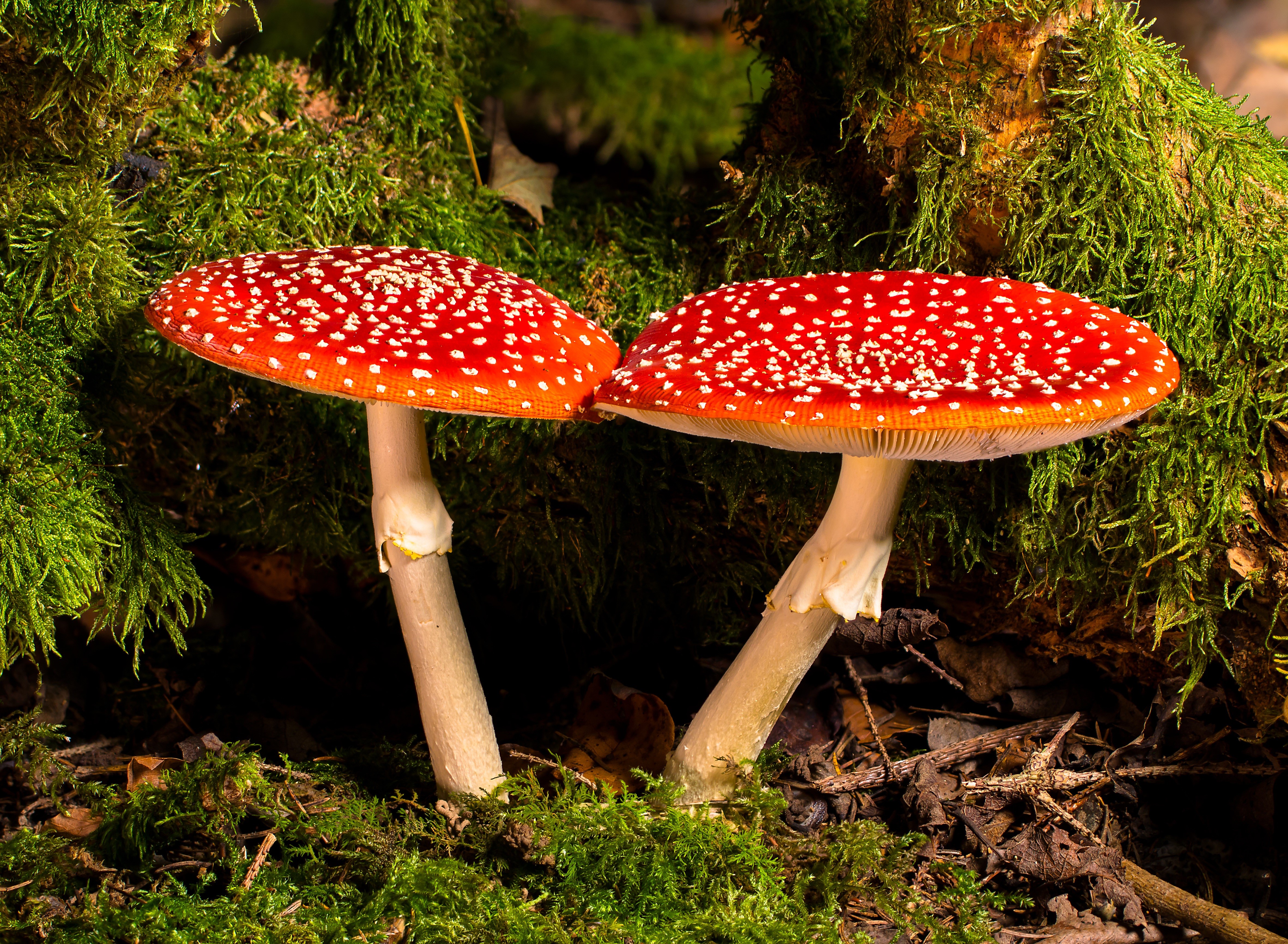 Two Red Amanita Mushrooms with White Spots on Moss HD Wallpaper