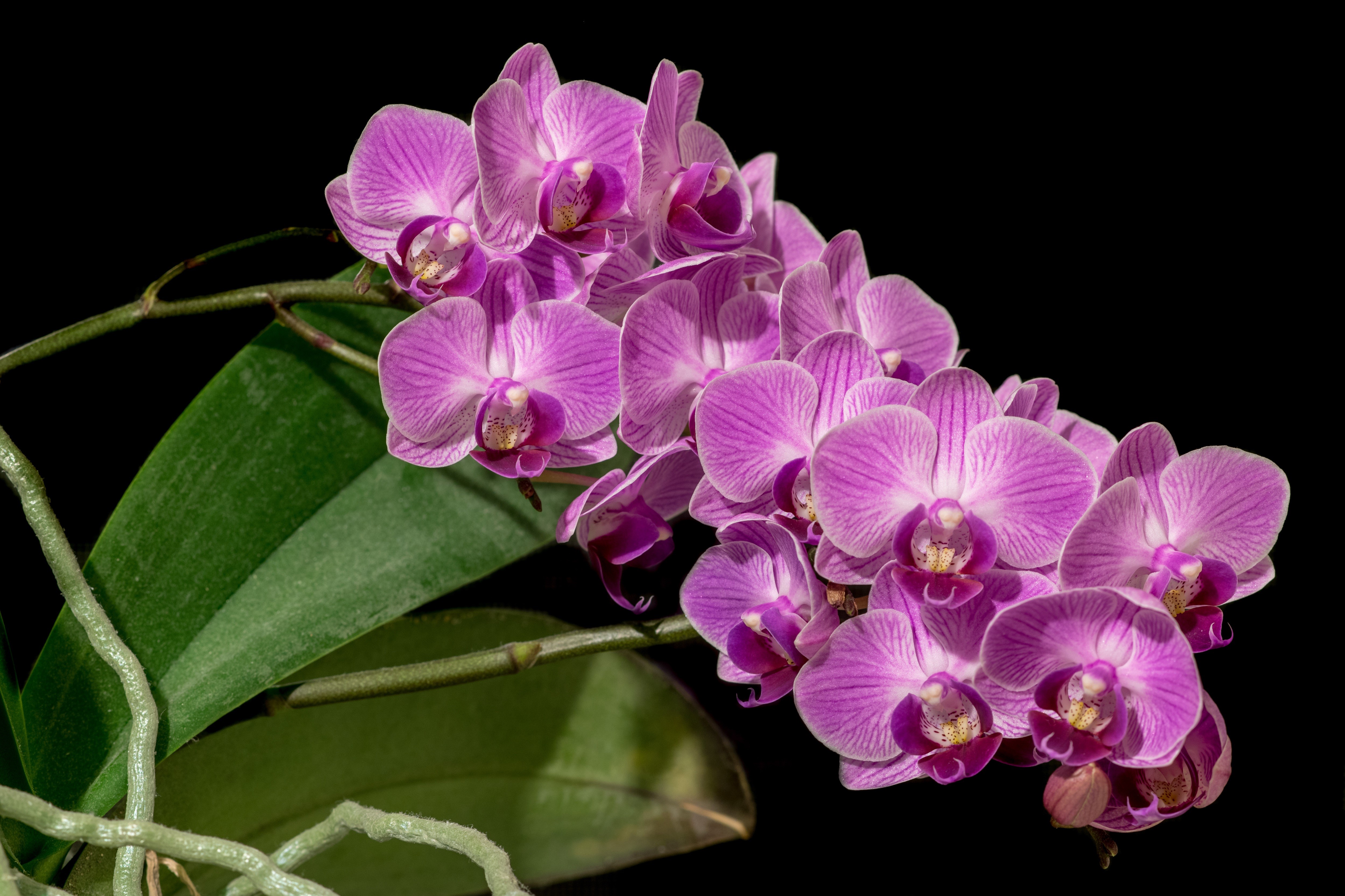 Pink striped orchids on black background HD Wallpaper