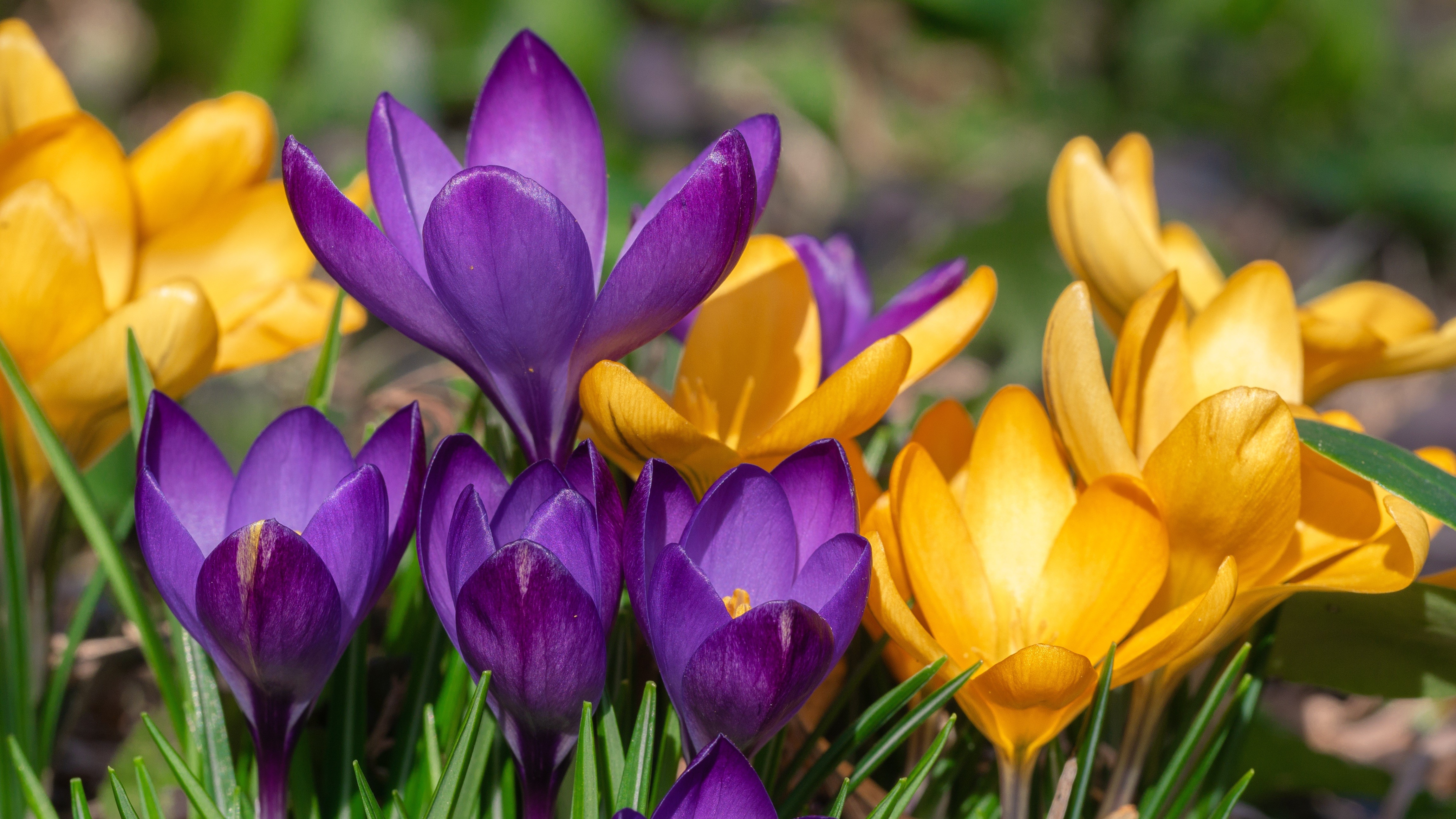 Yellow and Violet Crocuses in Close-up HD Wallpaper
