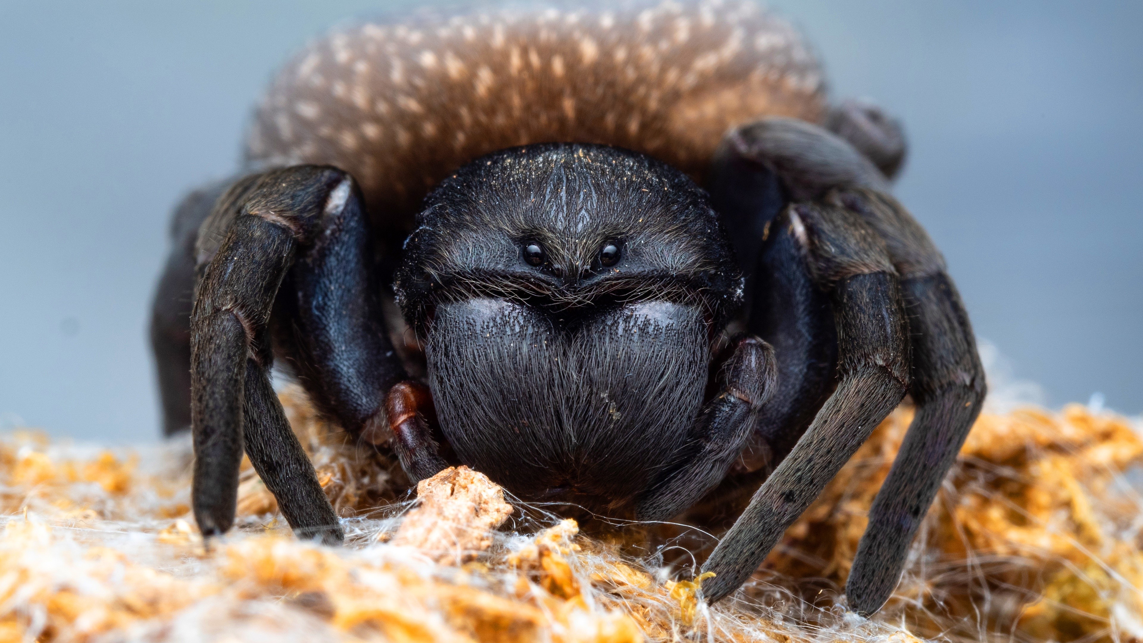 Closeup of a Lycosa tarantula spider HD Wallpaper