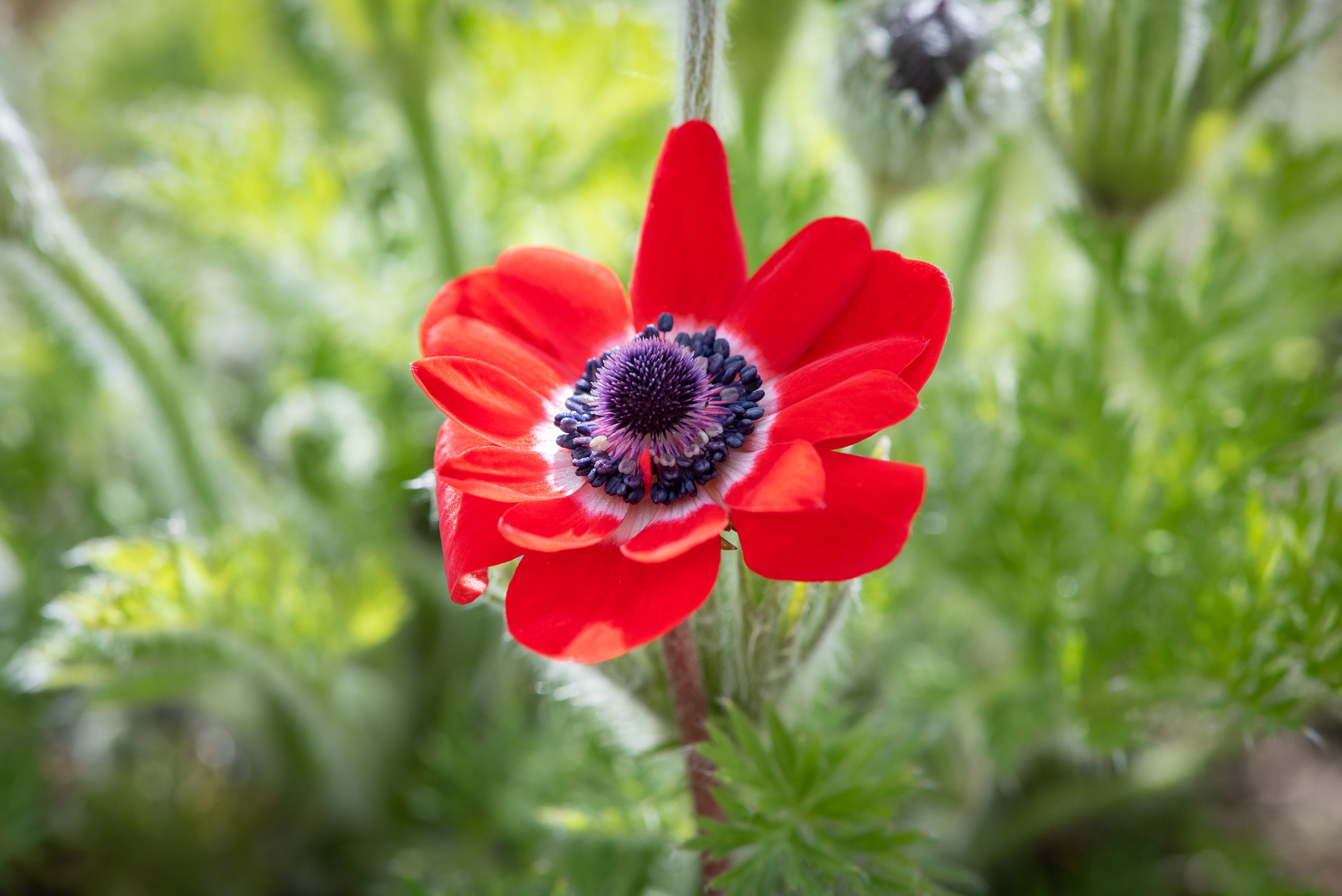 Red Anemone flower with purple center and bokeh background HD Wallpaper