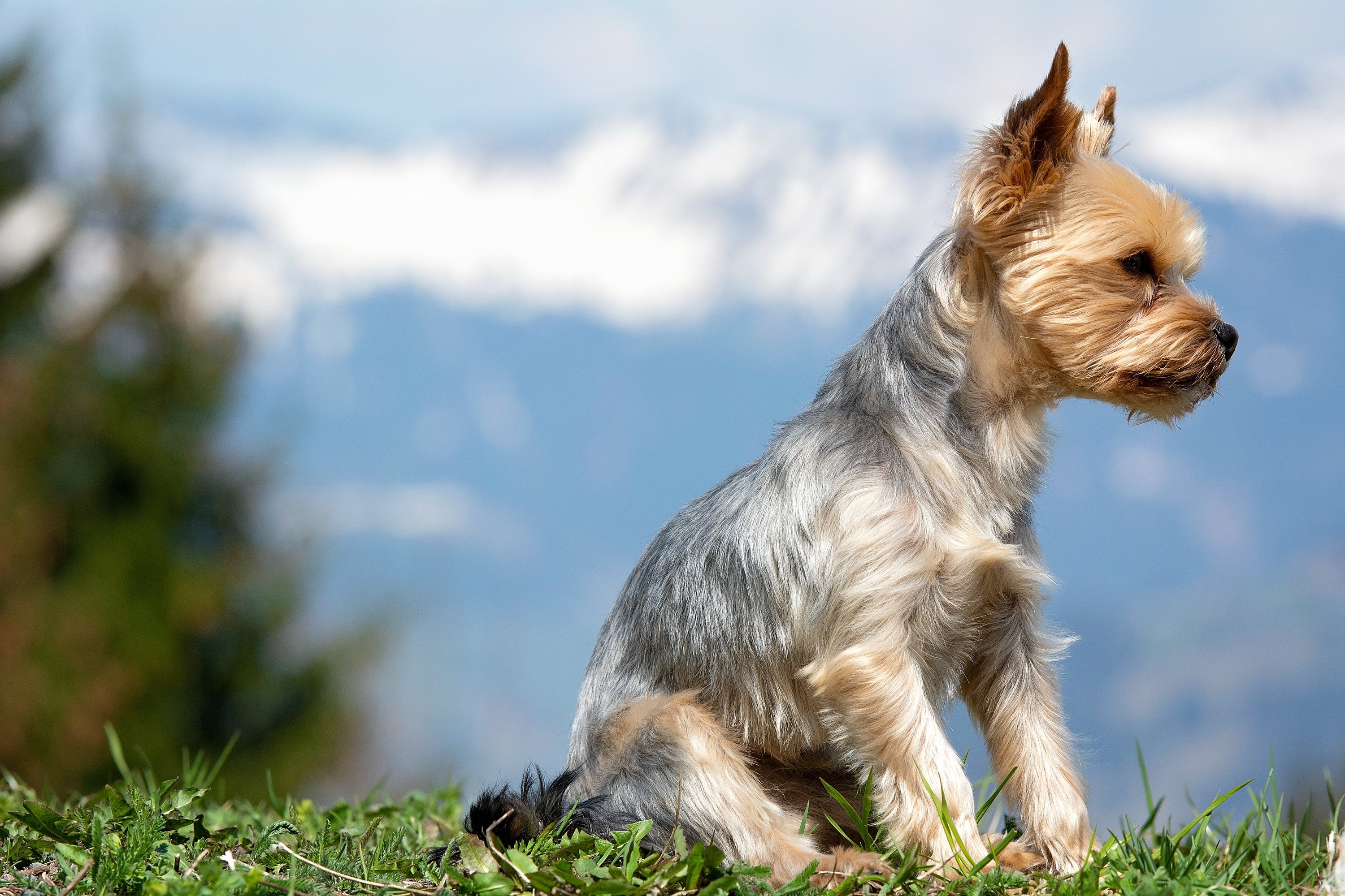 Yorkshire Terrier Sitting on Grass with Mountains in Background HD Wallpaper