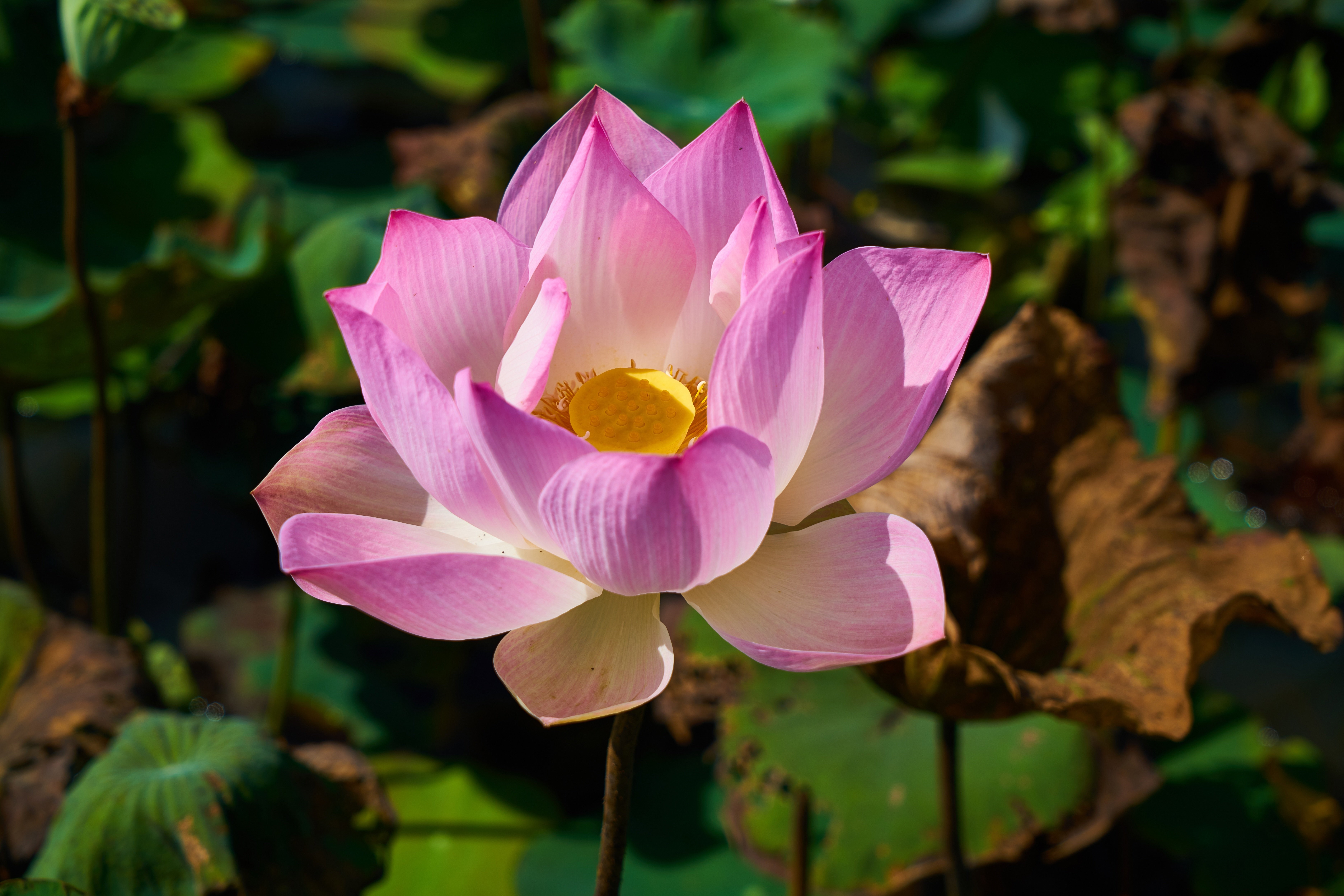 Pink Lotus Flower with Yellow Center HD Wallpaper