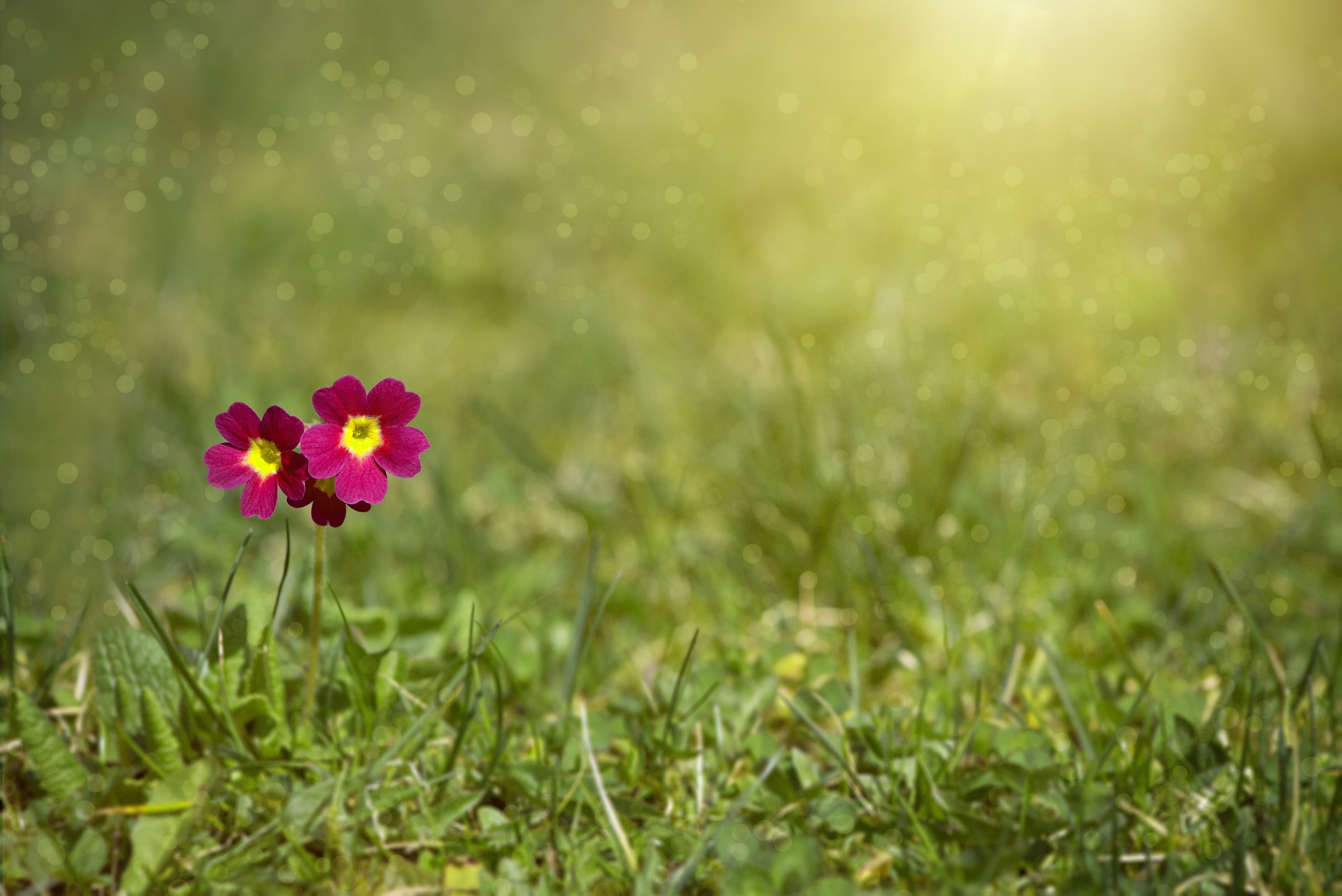 Two pink primula flowers in green grass with bokeh HD Wallpaper