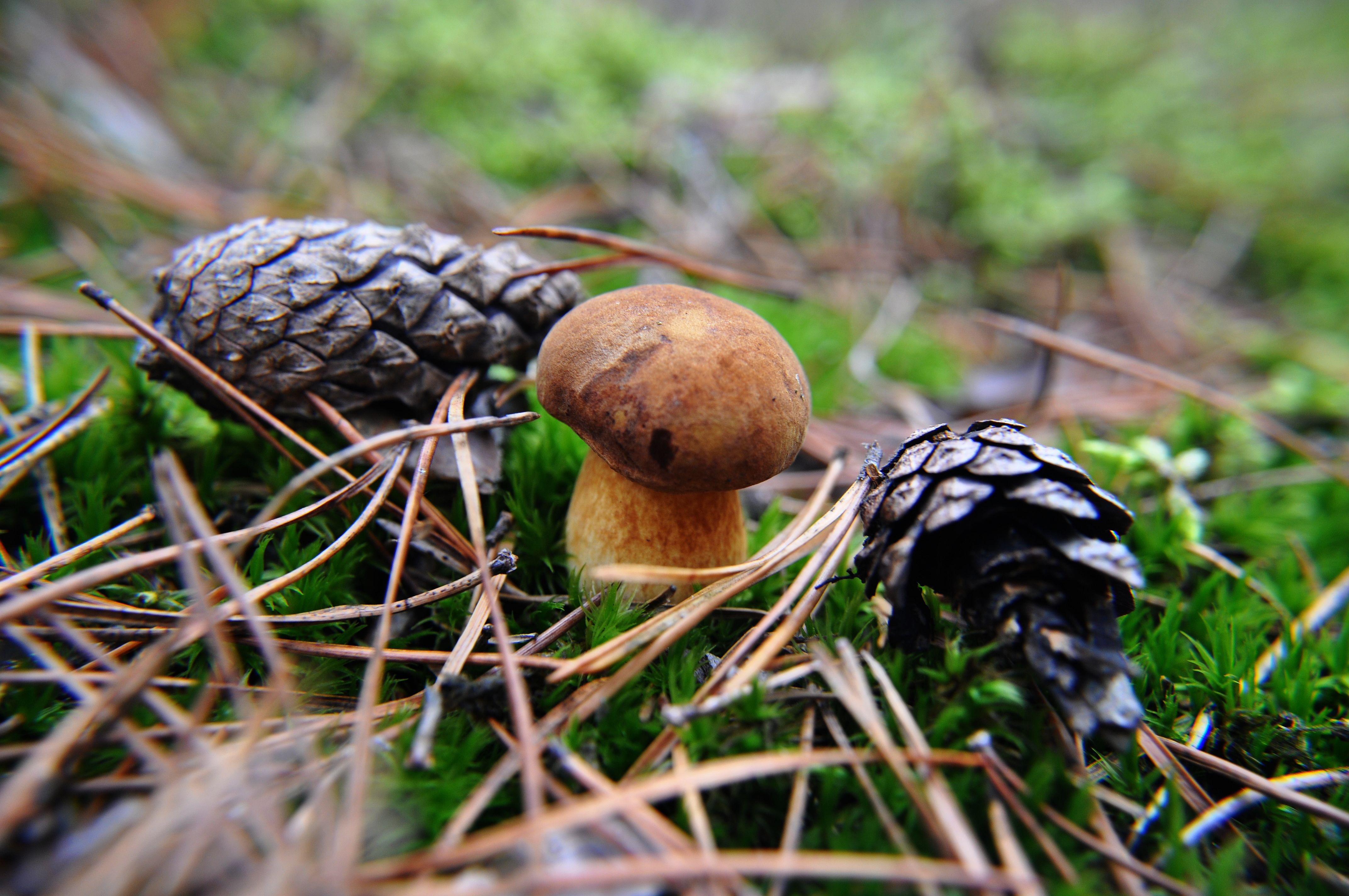 Mushroom and Pine Cones on Moss HD Wallpaper