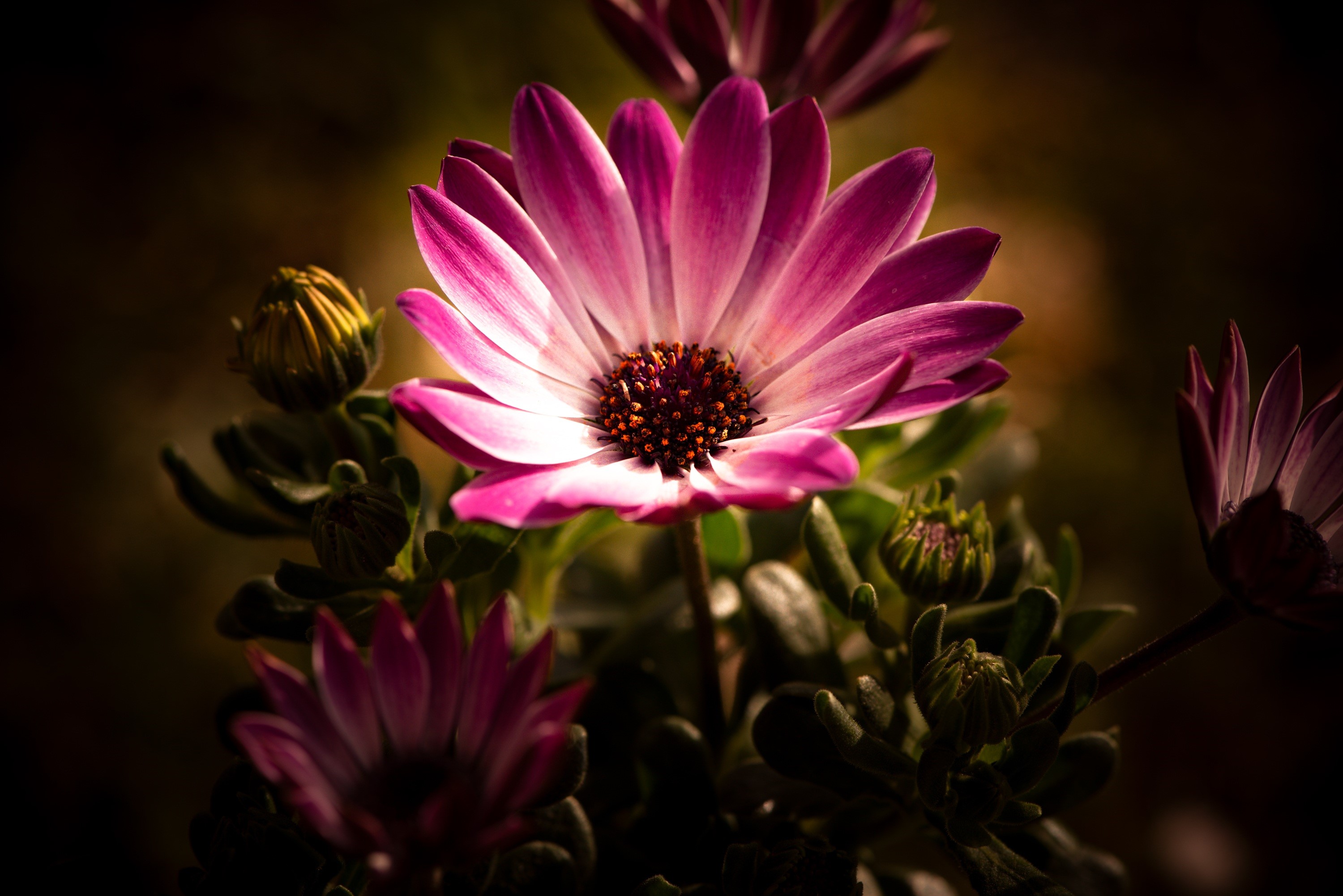 Pink Osteospermum flower with buds HD Wallpaper