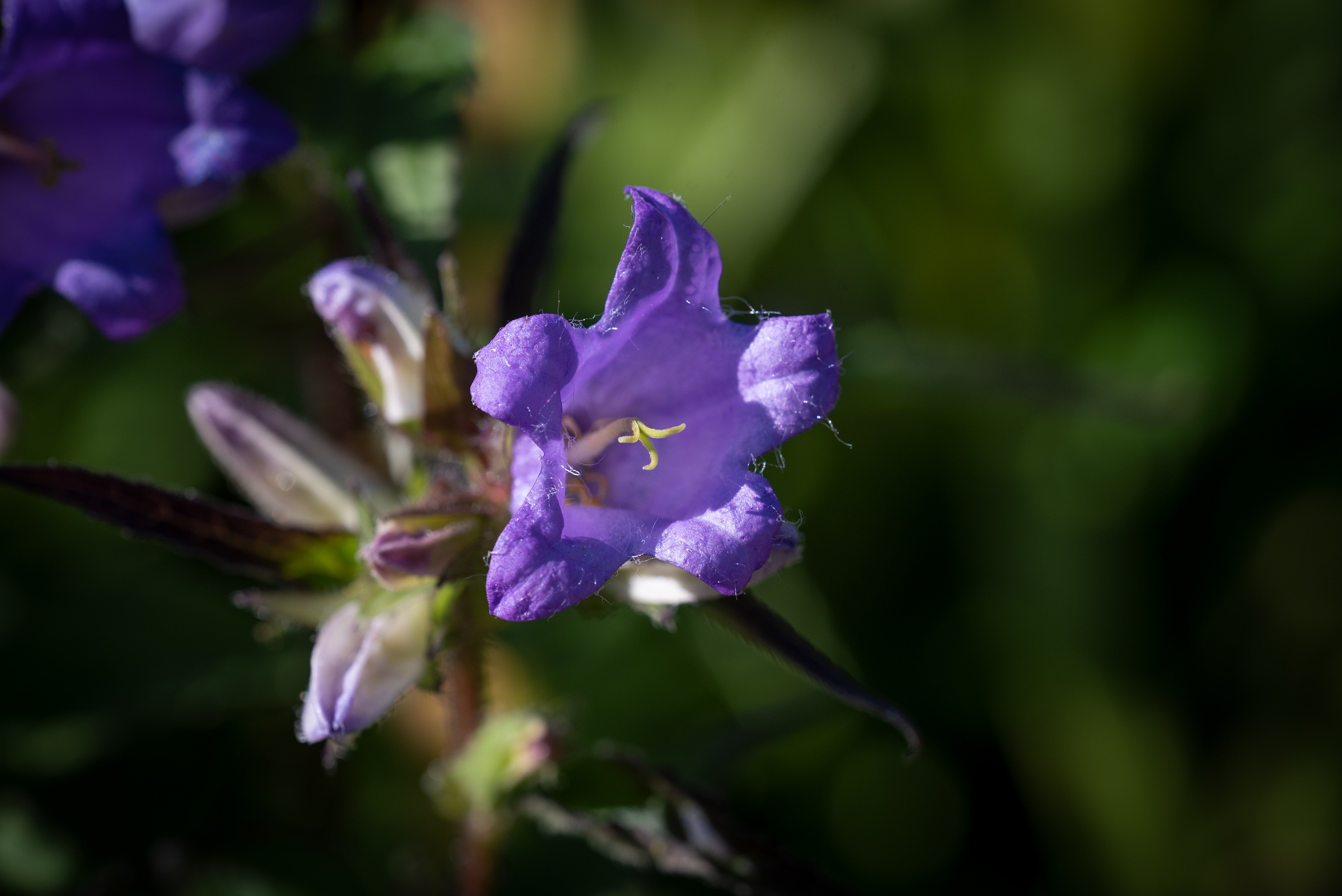 Purple Campanula flower with yellow stamen HD Wallpaper