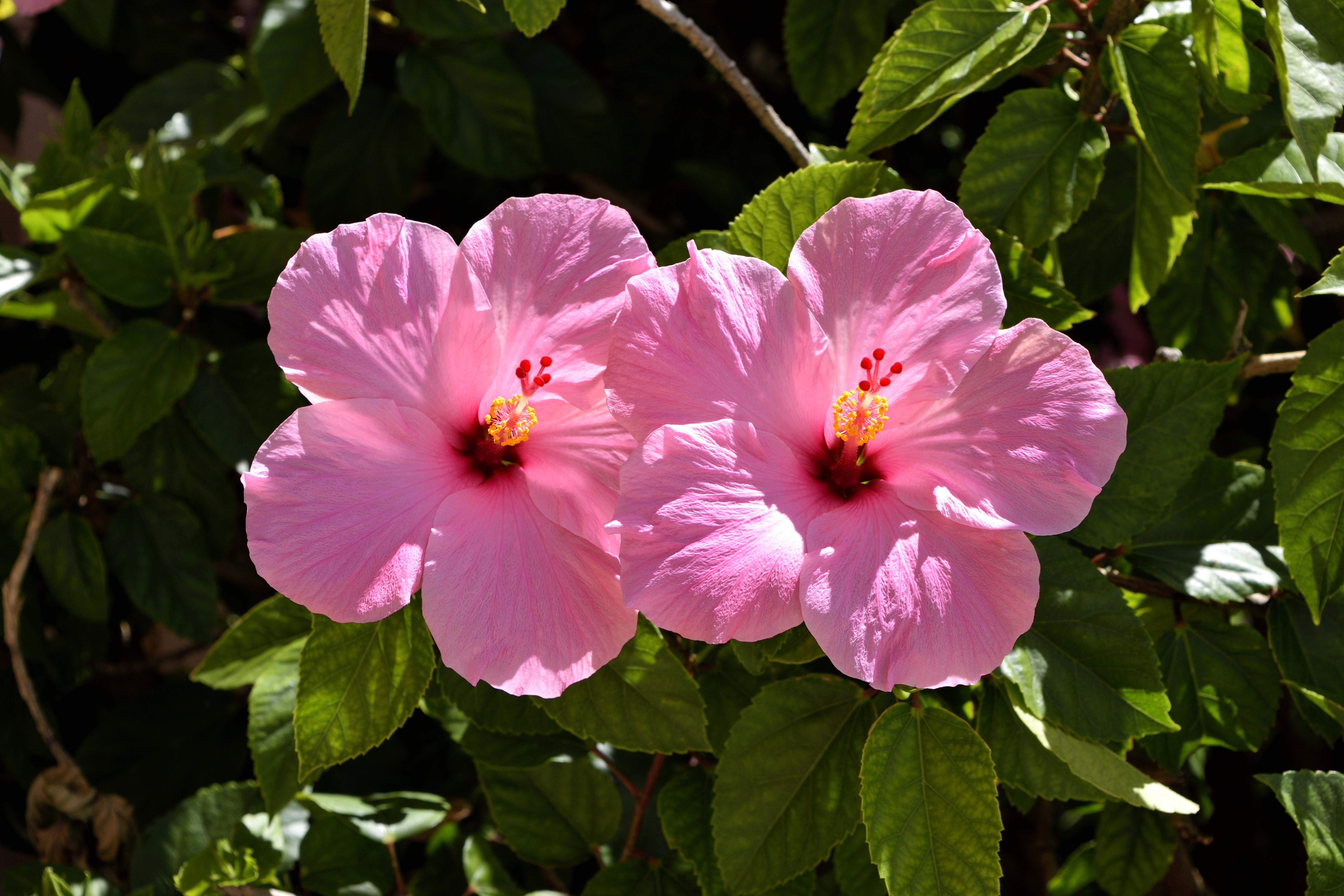 Two Pink Hibiscus Flowers HD Wallpaper
